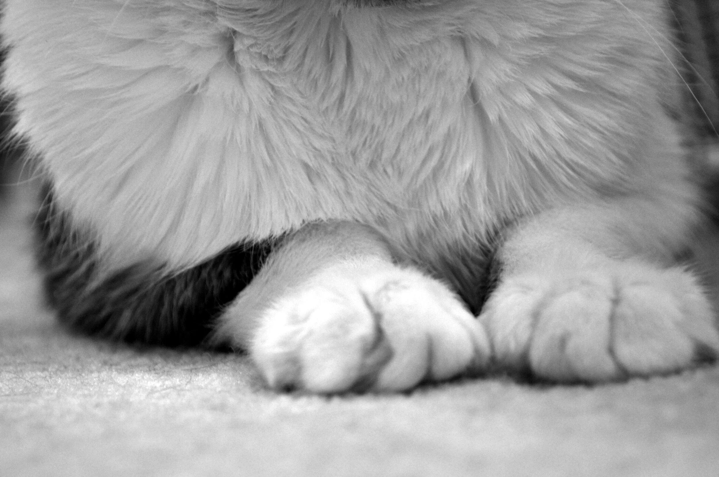 Close-up of a cat's paws and part of its face, with a focus on the soft fur and relaxed posture in black and white.