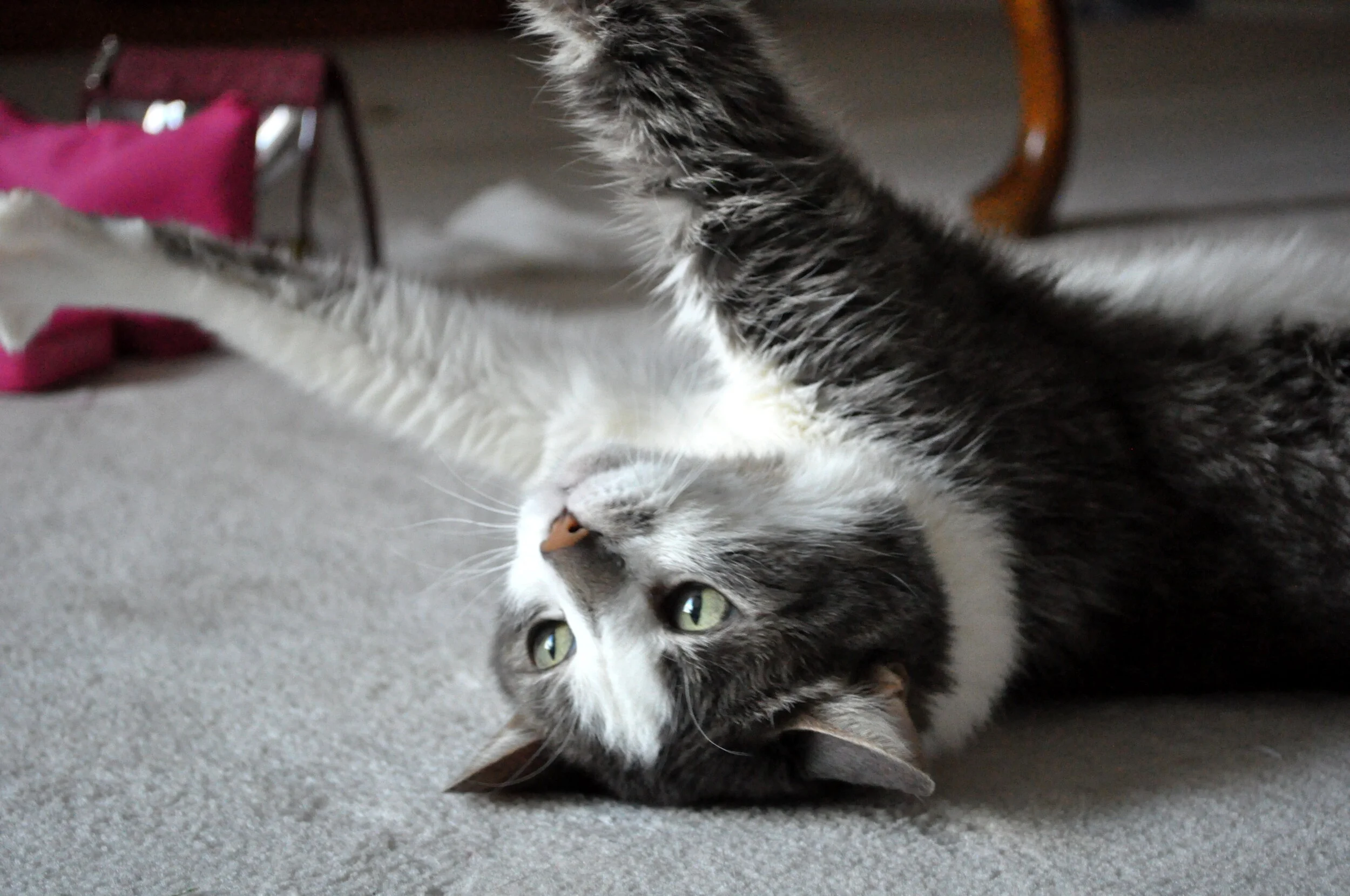 A playful gray and white tabby cat lying on its back on a carpeted floor, reaching out with one paw, with a pink object in the background.