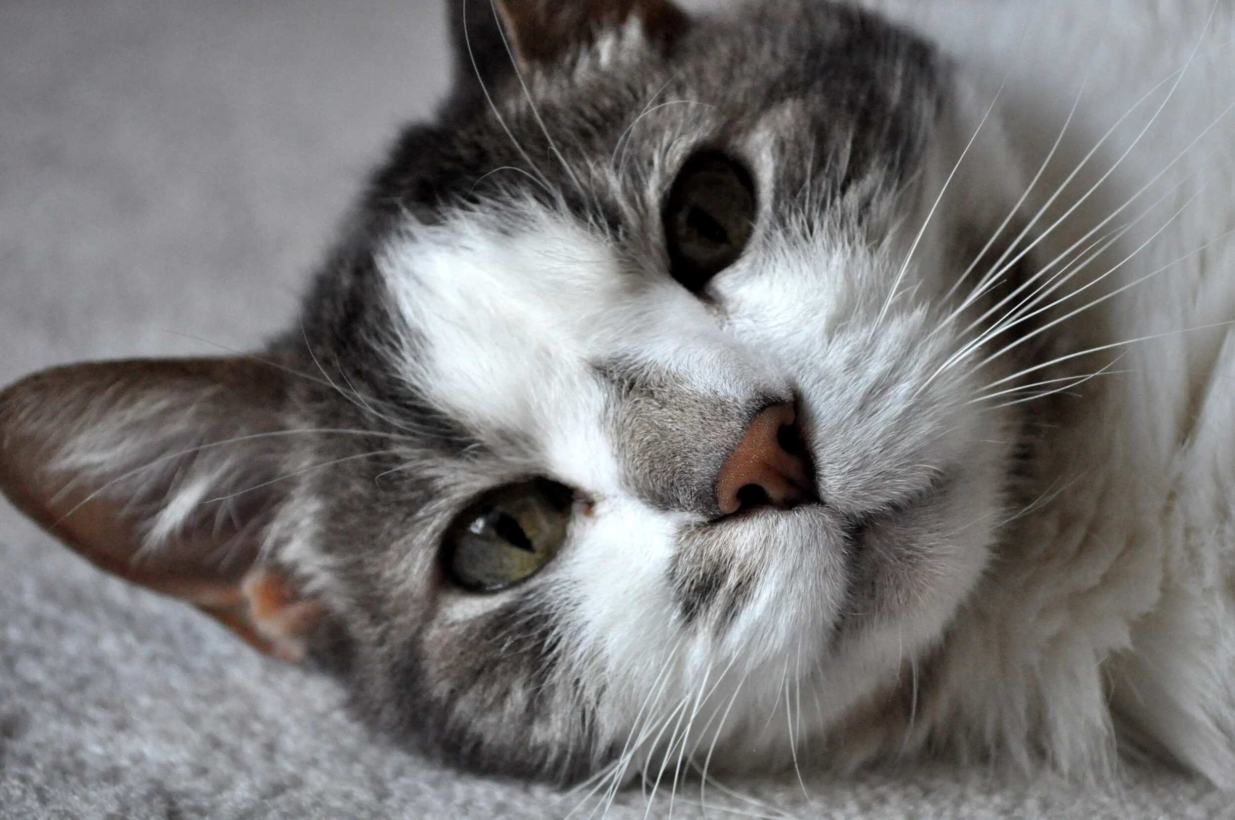 Close-up of a gray and white striped cat lying on a gray carpeted surface, looking at the camera with one eye slightly squinted.