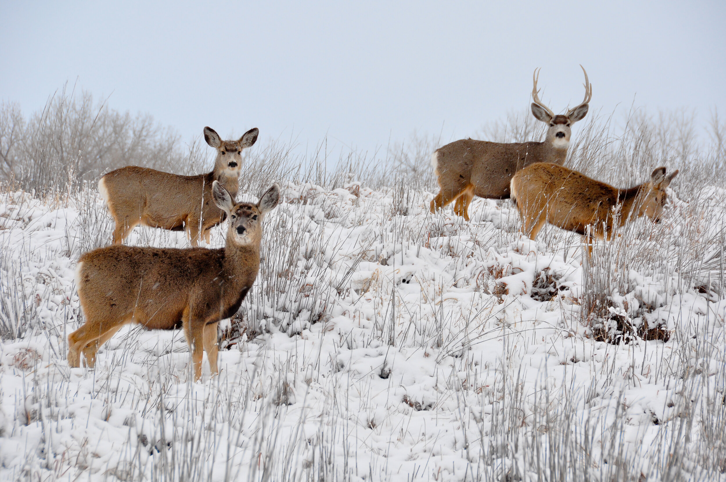 A group of five deer, including a buck with antlers, standing in snow-covered grassland with bare trees in the background.
