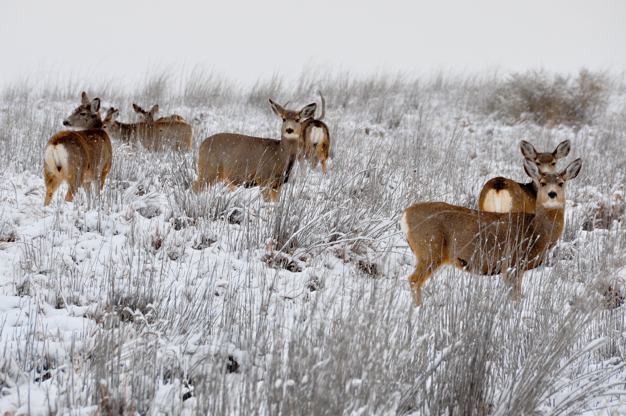 A group of six deer standing and lying in a snowy field with tall grass, winter landscape, foggy background