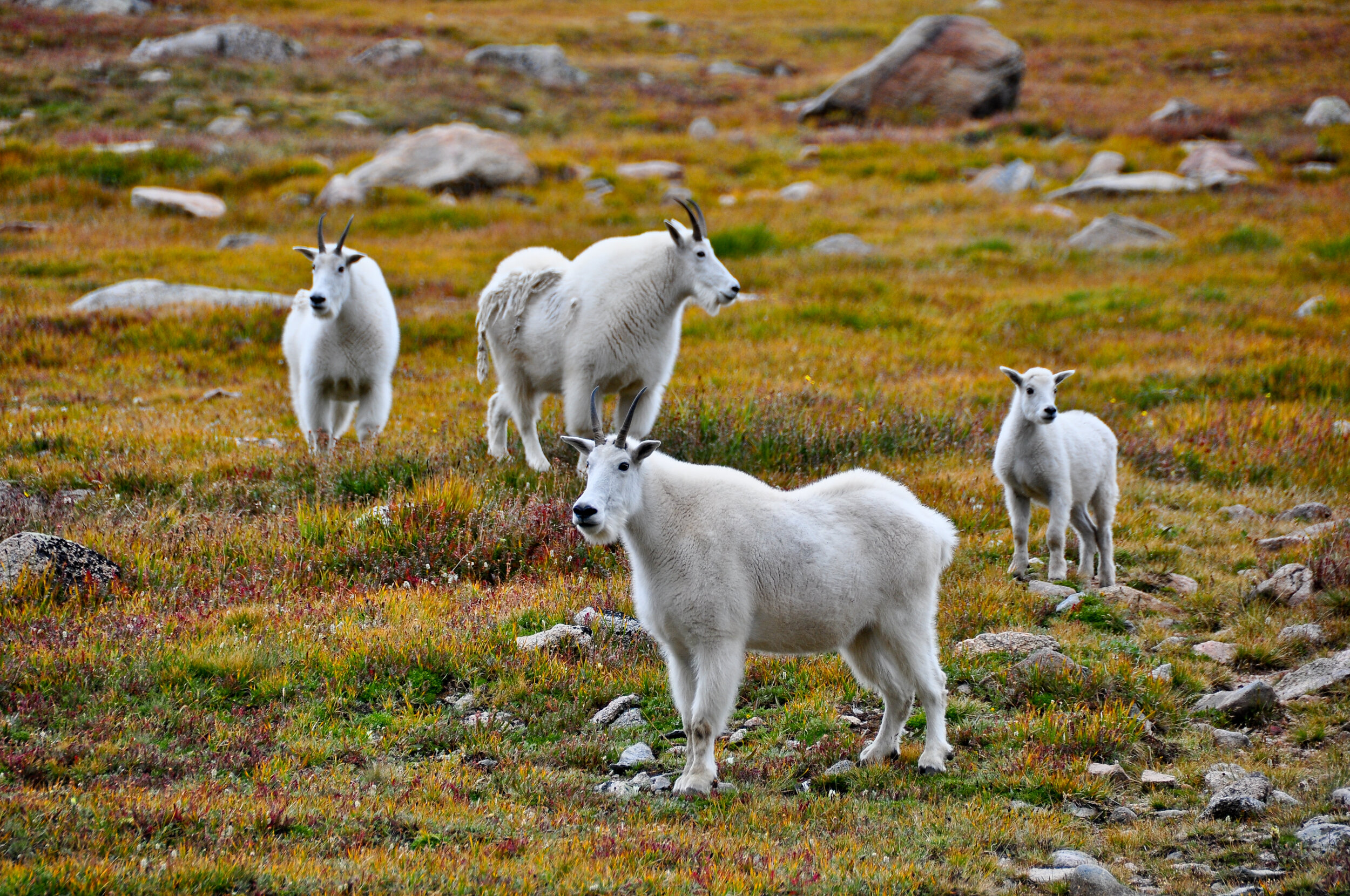 A group of four mountain goats standing on a grassy, rocky slope with colorful vegetation and scattered stones.