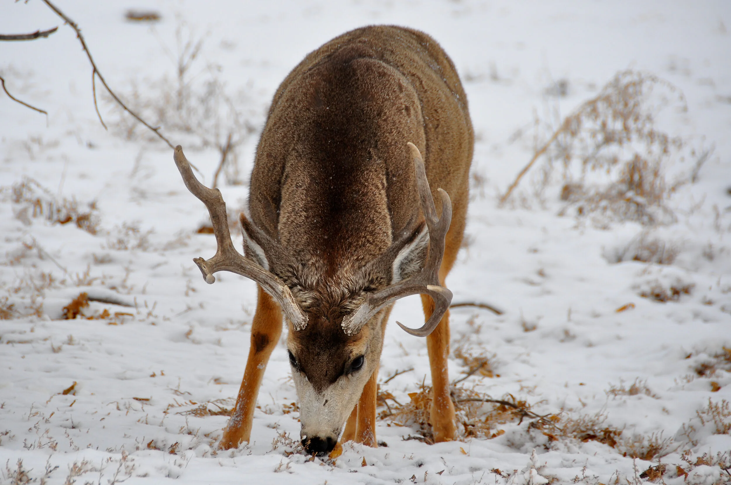 A deer with antlers standing in snow-covered ground with some dry plants and bare branches in the background.