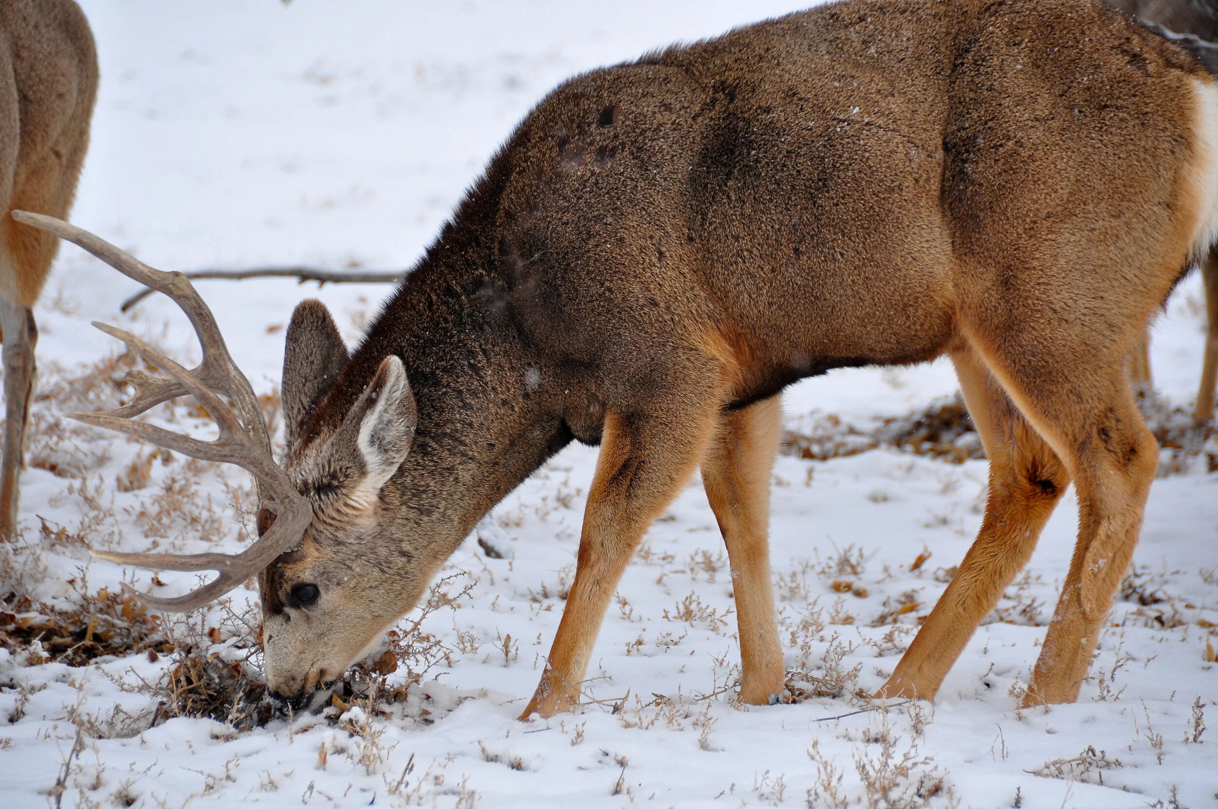 A deer with antlers grazing in the snow.