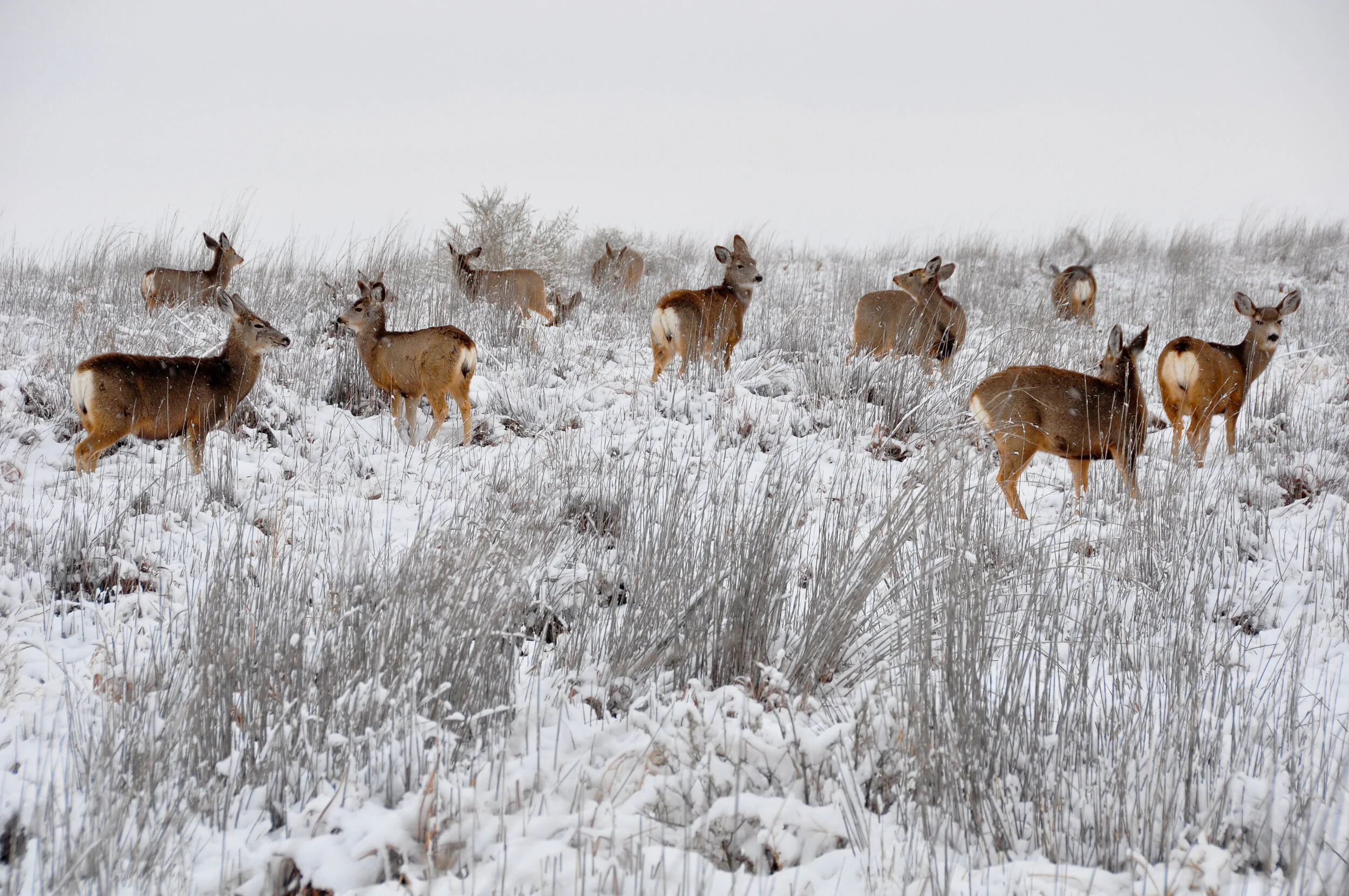 A herd of deer standing in snowy grassland with foggy, overcast sky.