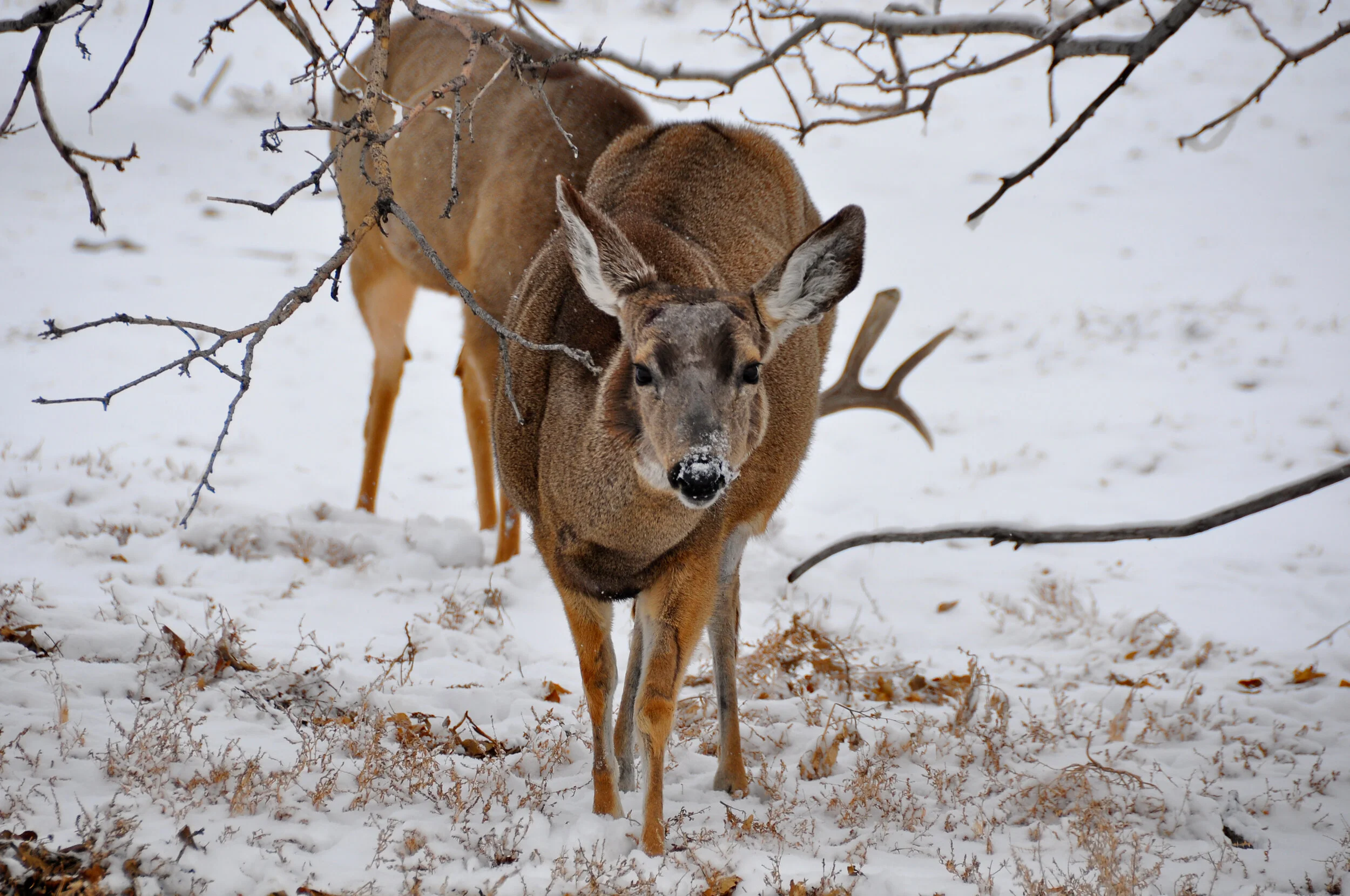 A deer and a mule deer hiding behind a tree with snow on the ground and some dry twigs.