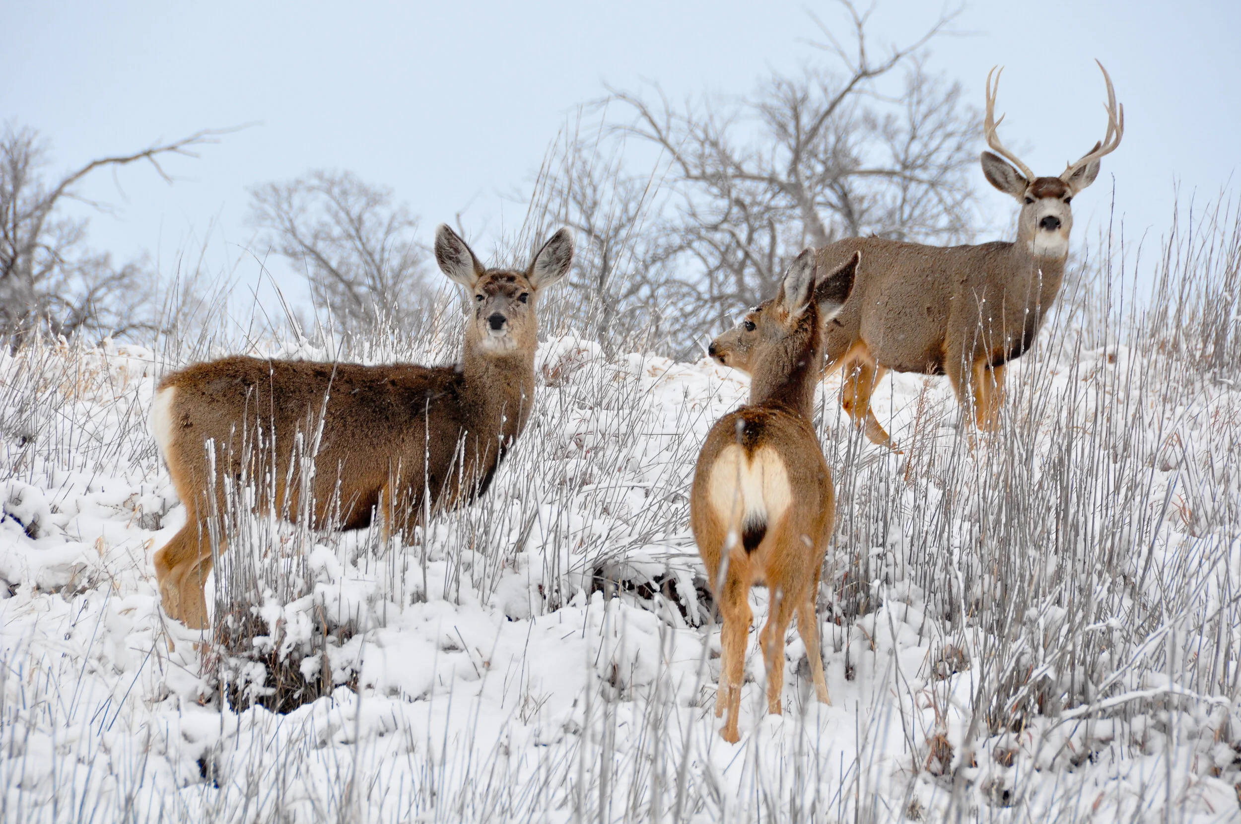 A group of four deer standing in snow-covered field with leafless trees in the background