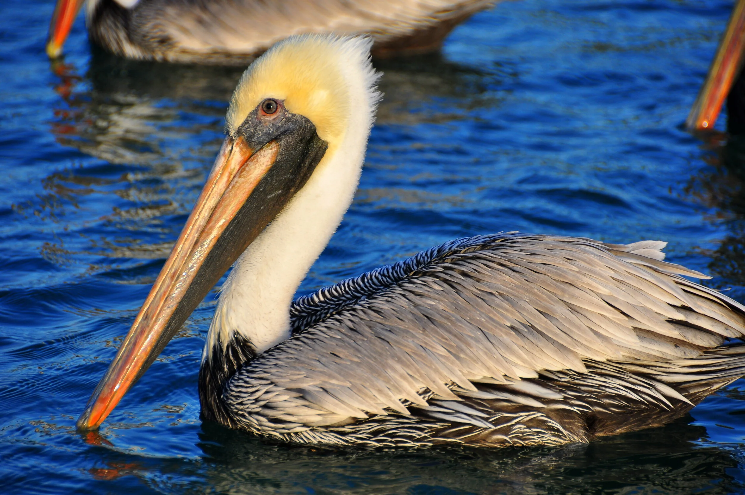 A pelican swimming in blue water
