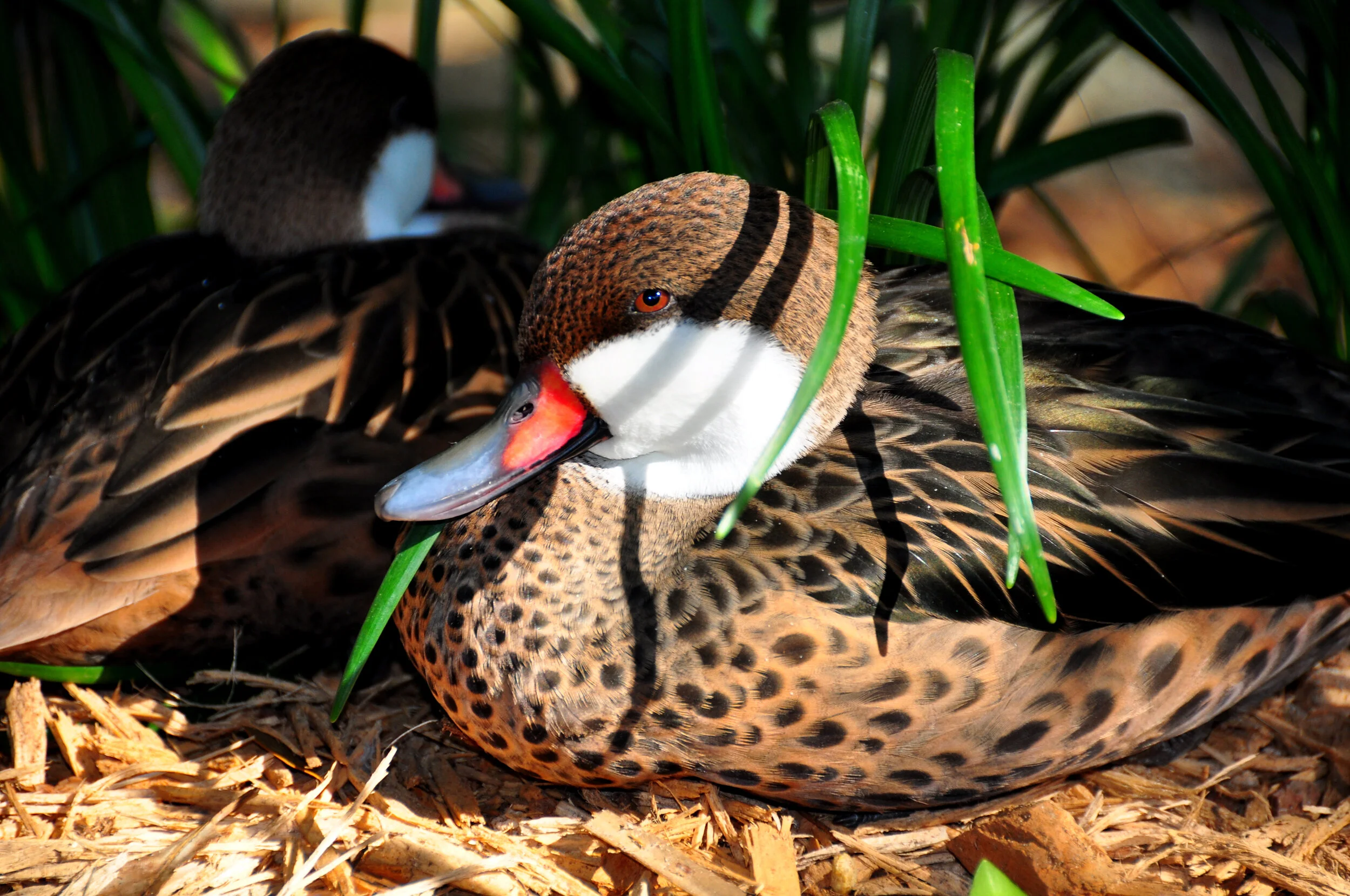 Close-up of two ducks resting among green plants and brown wood chips; one duck's head is visible, featuring a colorful beak, brown and black feathers, and white cheek patches, while the other duck has its back turned, showing black and brown feather