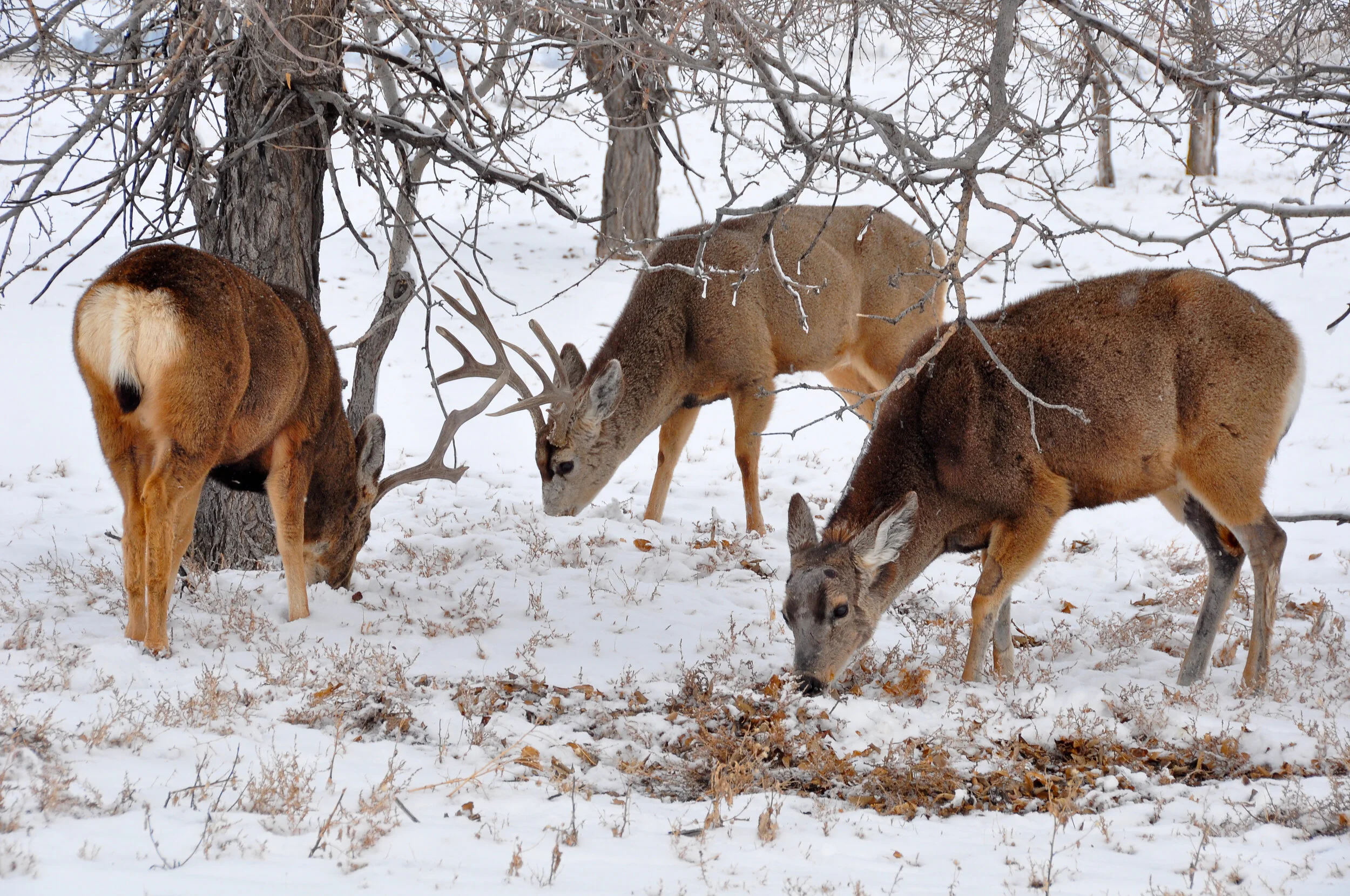 Three mule deer grazing in a snow-covered forest with leafless trees.