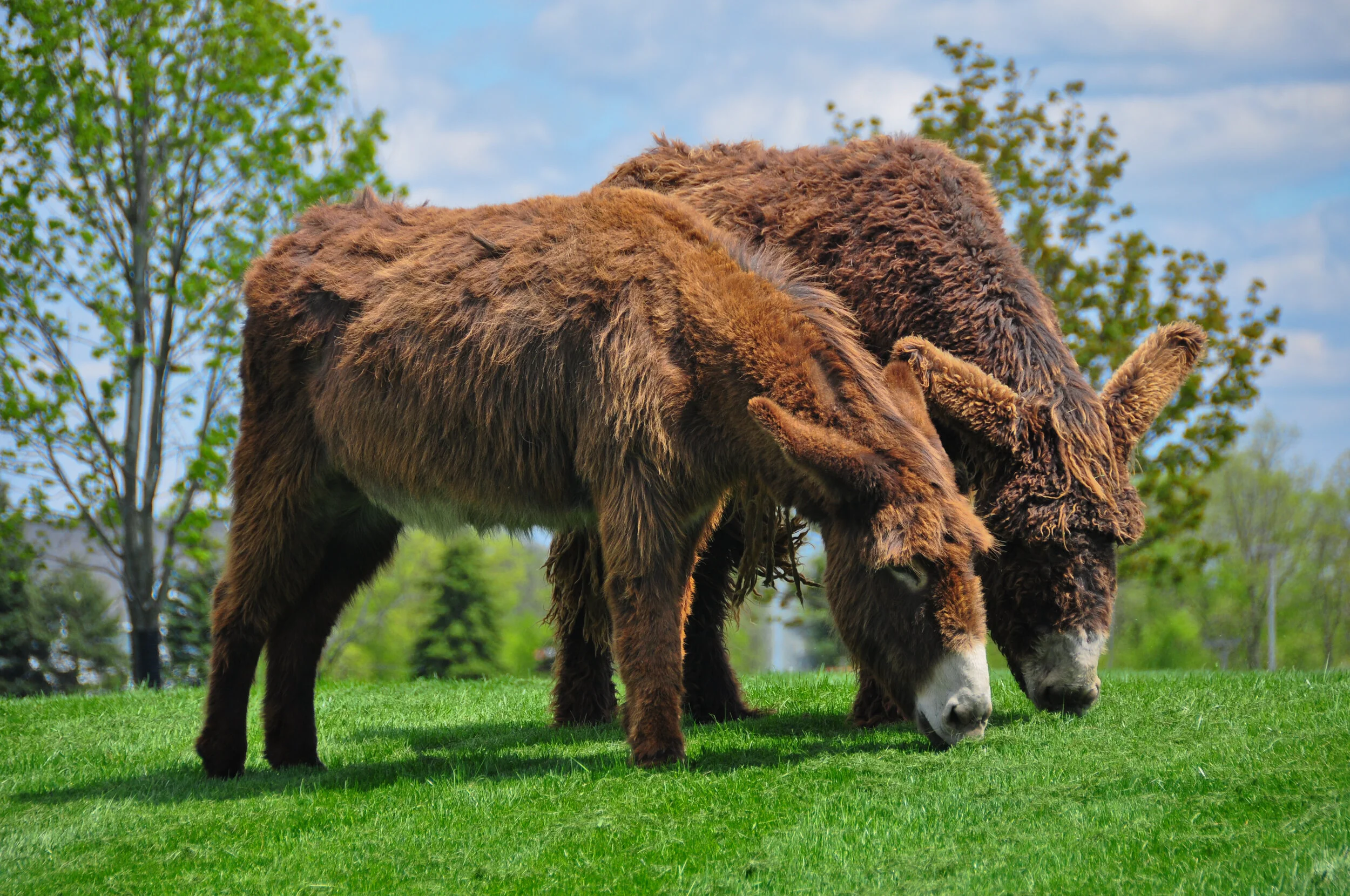 Two brown bison grazing on green grass with trees and a partly cloudy sky in the background