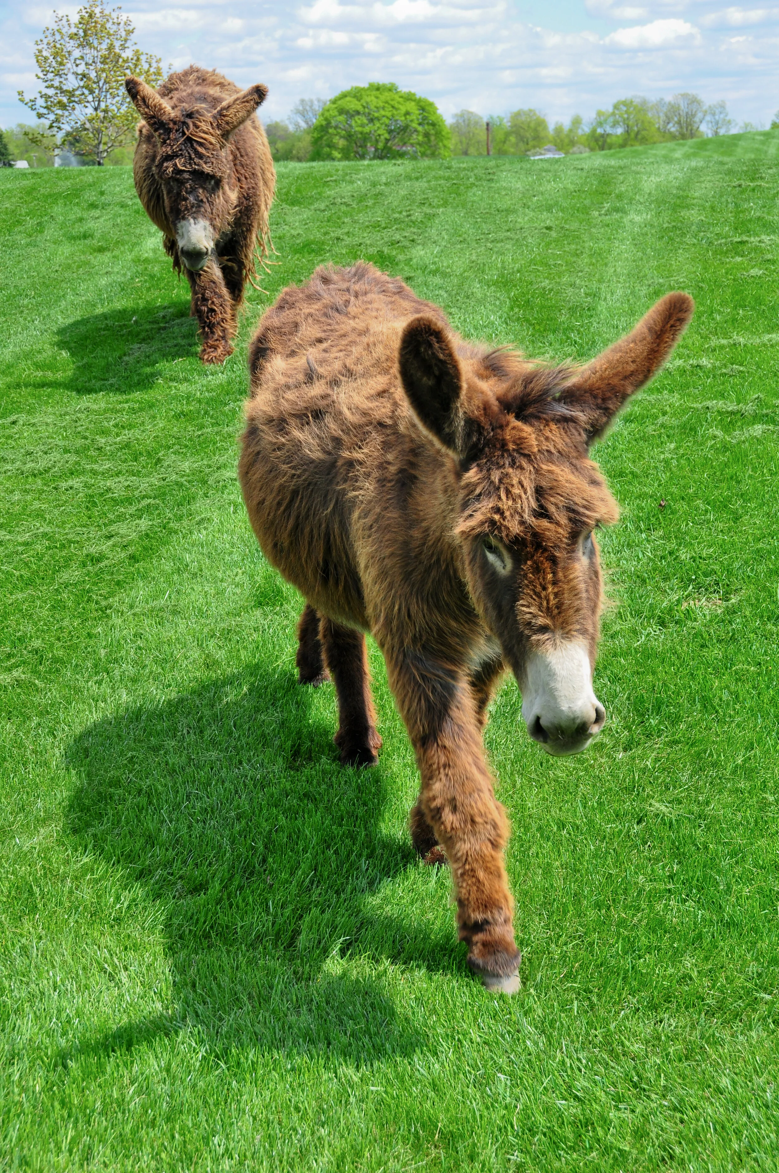 Two donkeys walking on green grass in a sunny field with trees and a partly cloudy sky in the background.