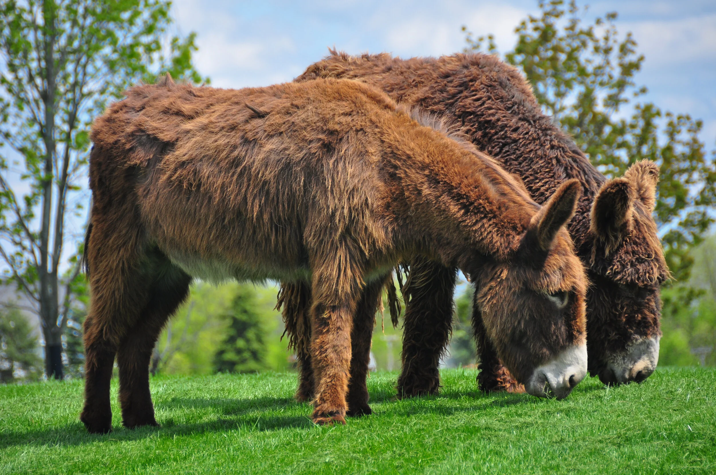Two brown bison grazing on green grass outdoors with trees and a partly cloudy sky in the background.