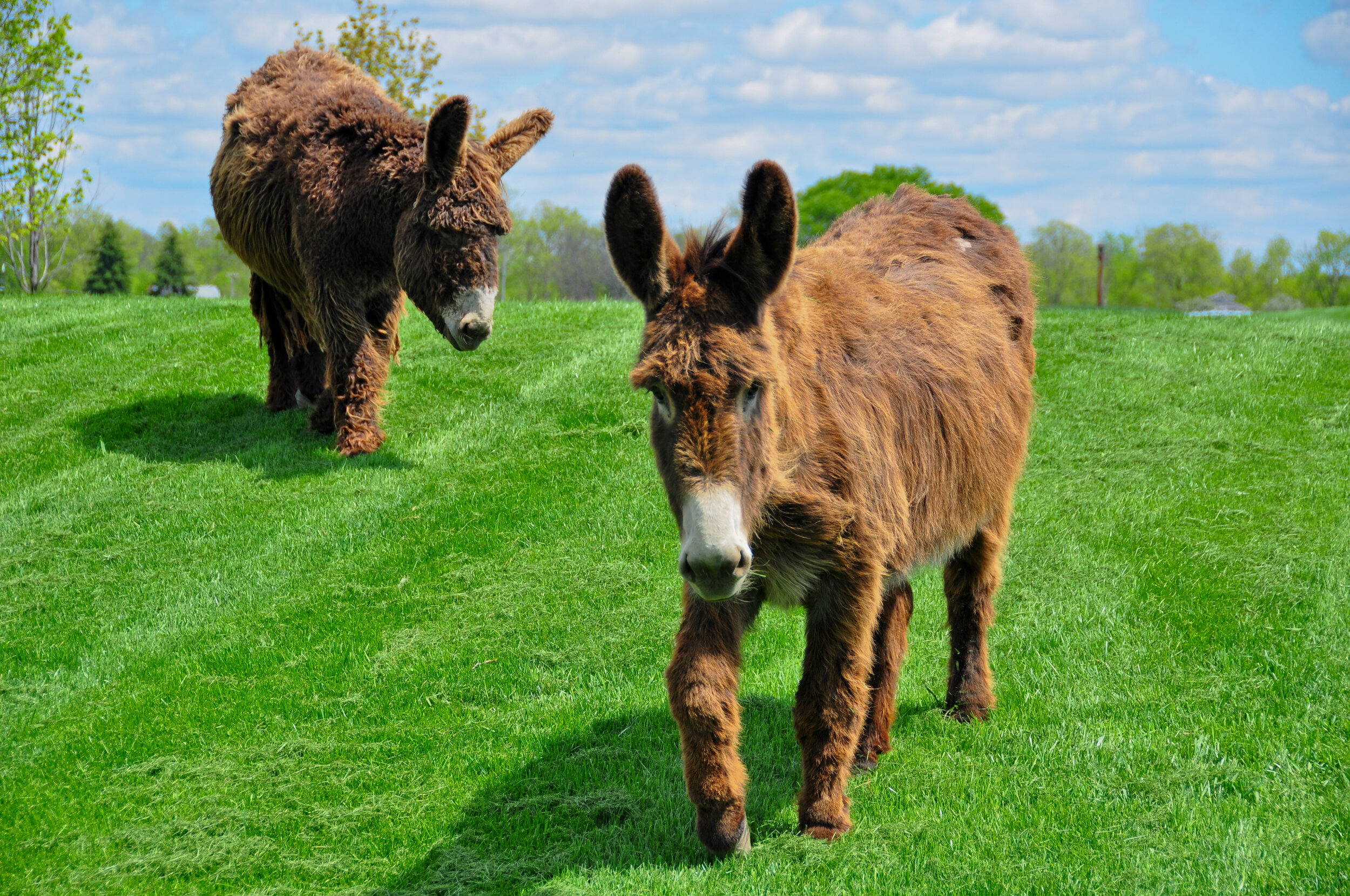 Two donkeys standing on a lush green field with trees and a blue sky with clouds in the background.