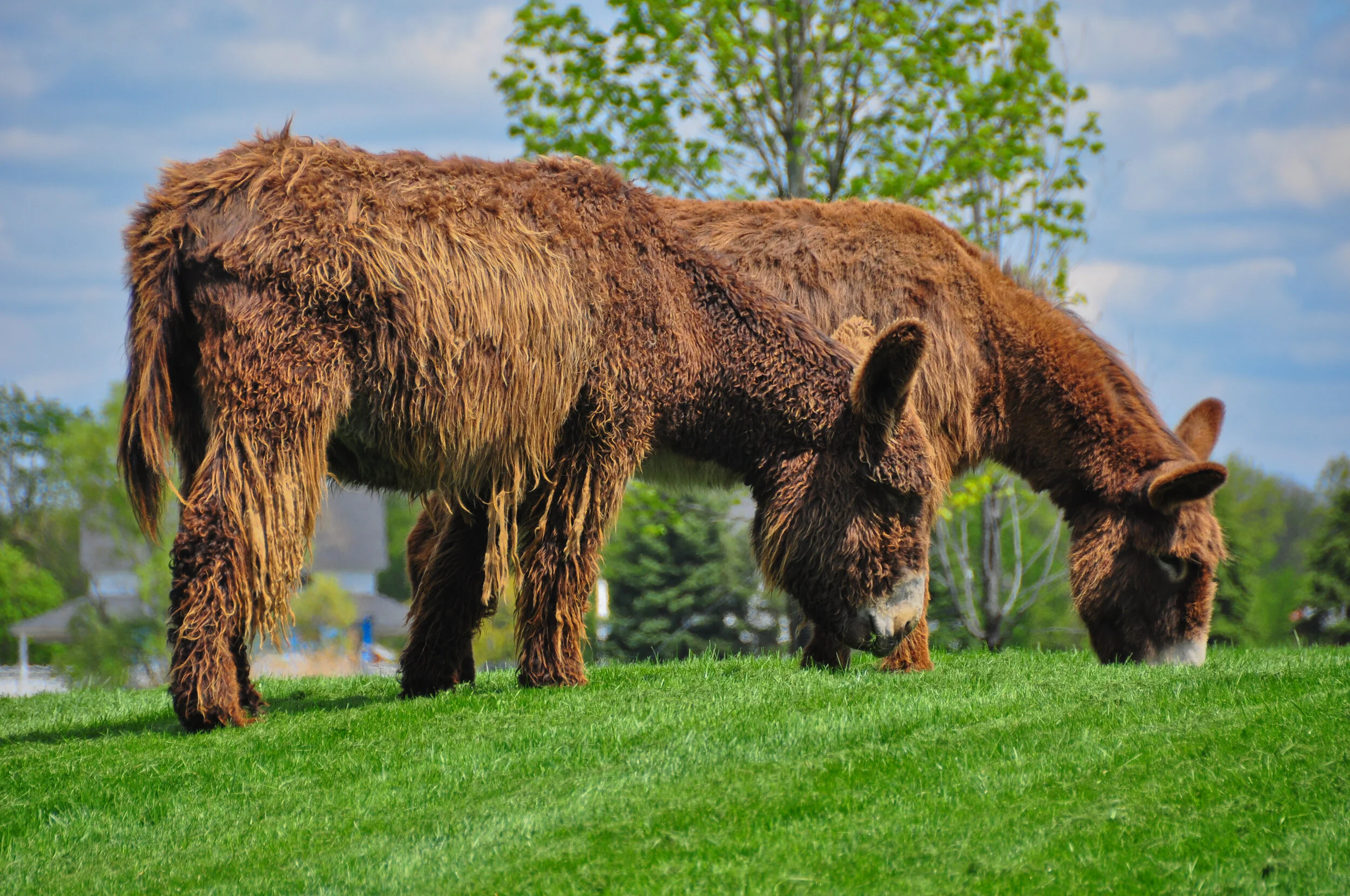 A brown bison grazing on grass in a green field with trees and a cloudy sky in the background.