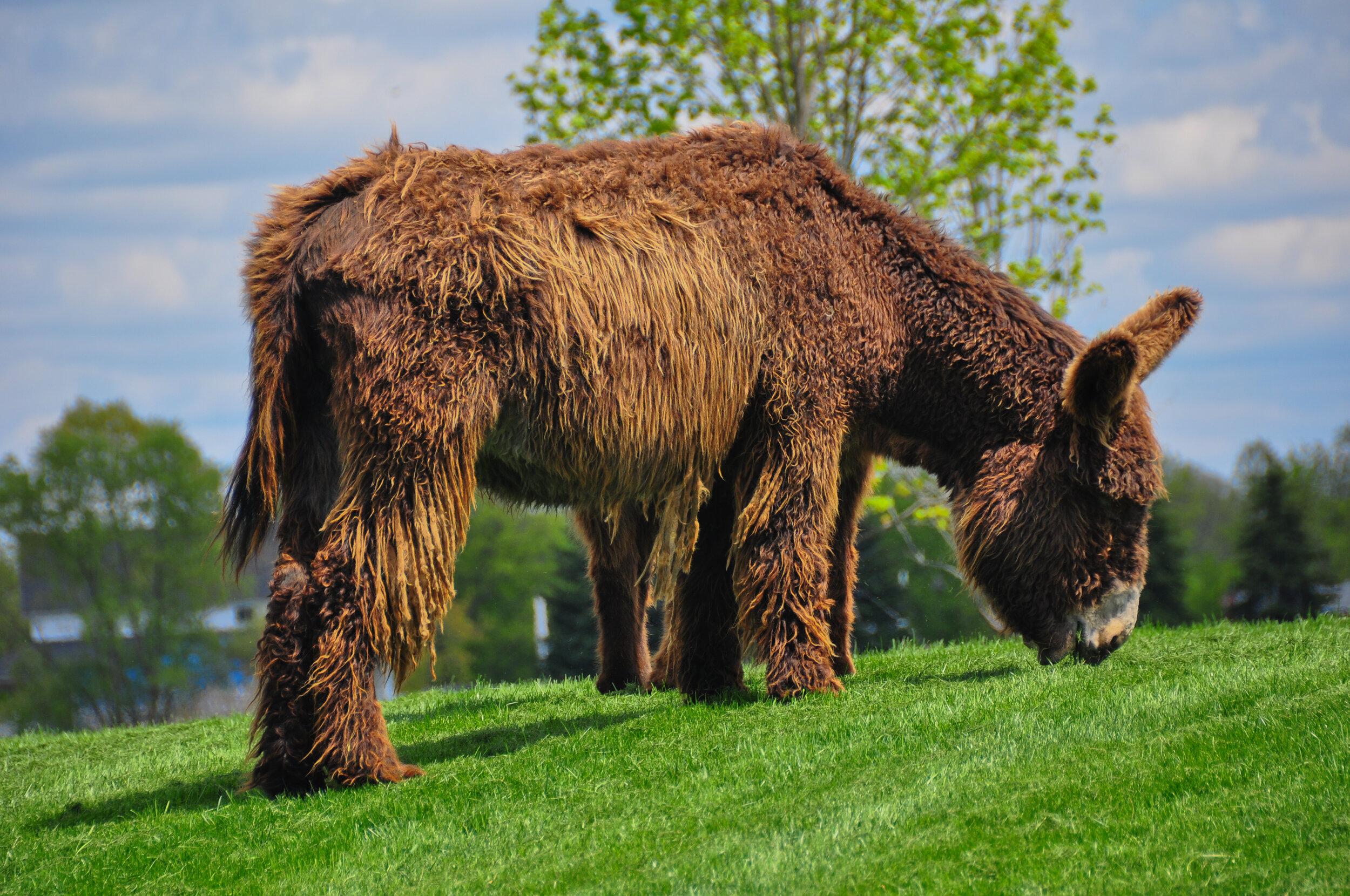 A large brown bear grazing on green grass outdoors with trees and a cloudy sky in the background.