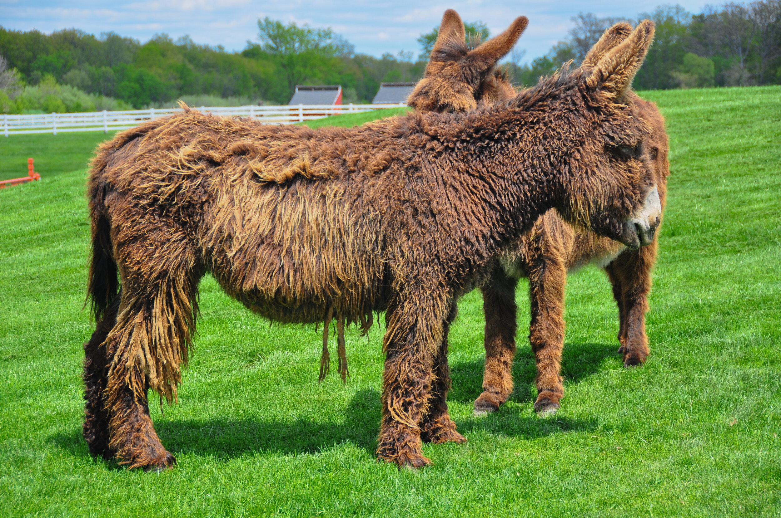 Two donkeys standing on a green grassy field with trees and white fences in the background.