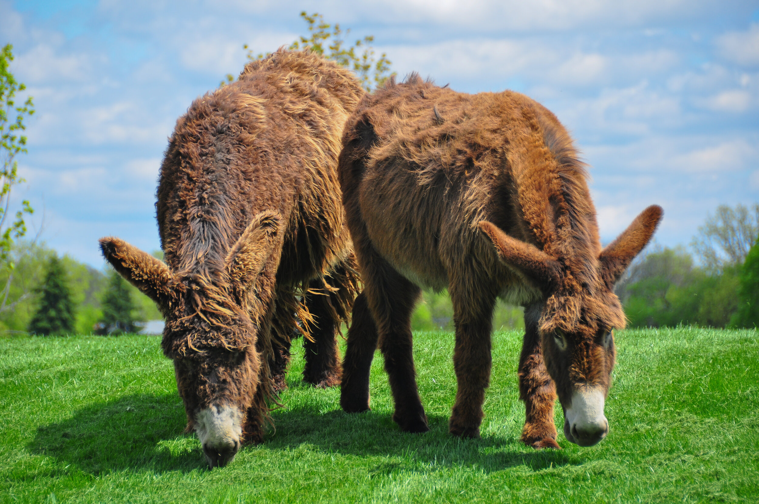 Two brown llamas grazing on green grass with a partly cloudy blue sky and trees in the background.