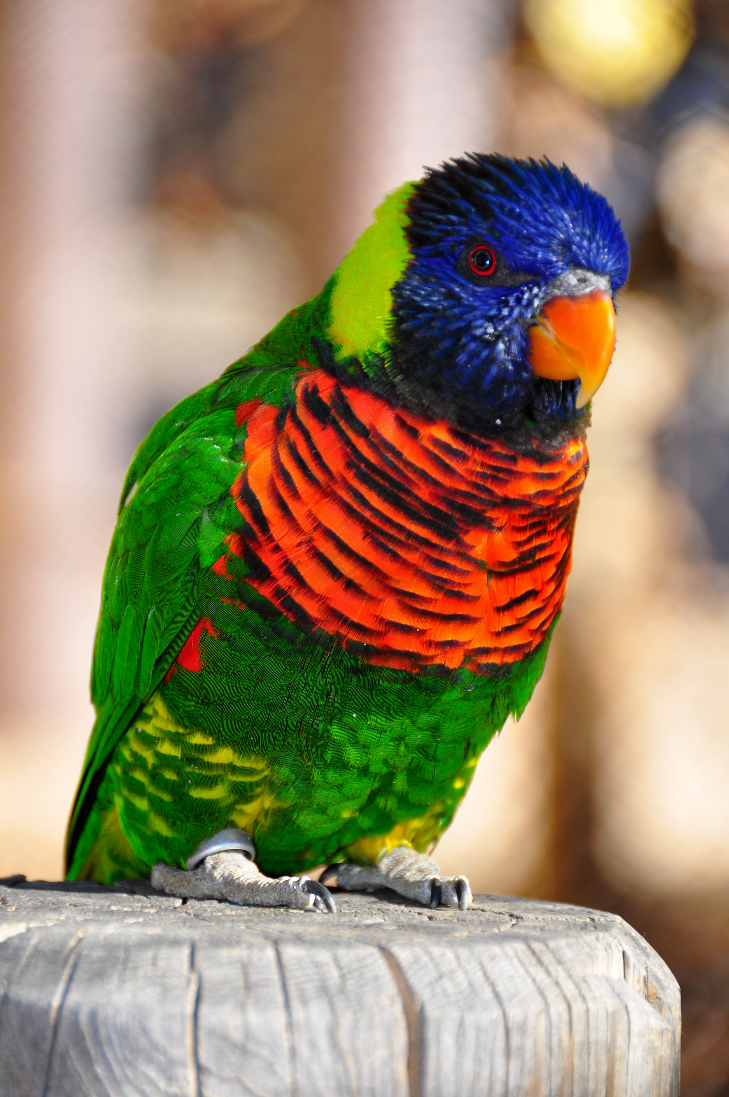 Colorful bird, possibly a lorikeet, perched on a wooden surface with a blurred background.
