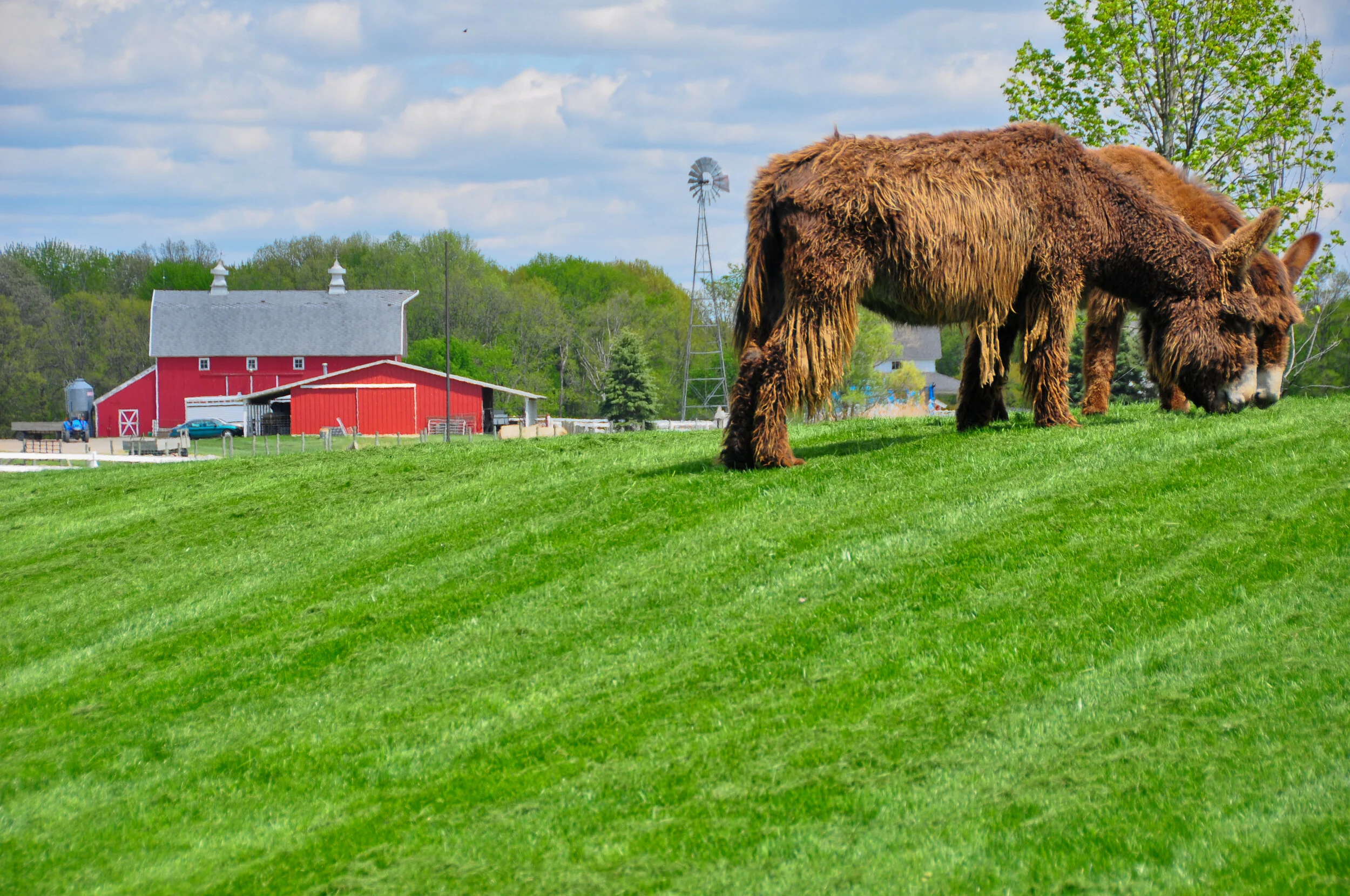 Two large brown llamas grazing on a lush green hill with a red barn, trees, and a windmill in the background under a partly cloudy sky.