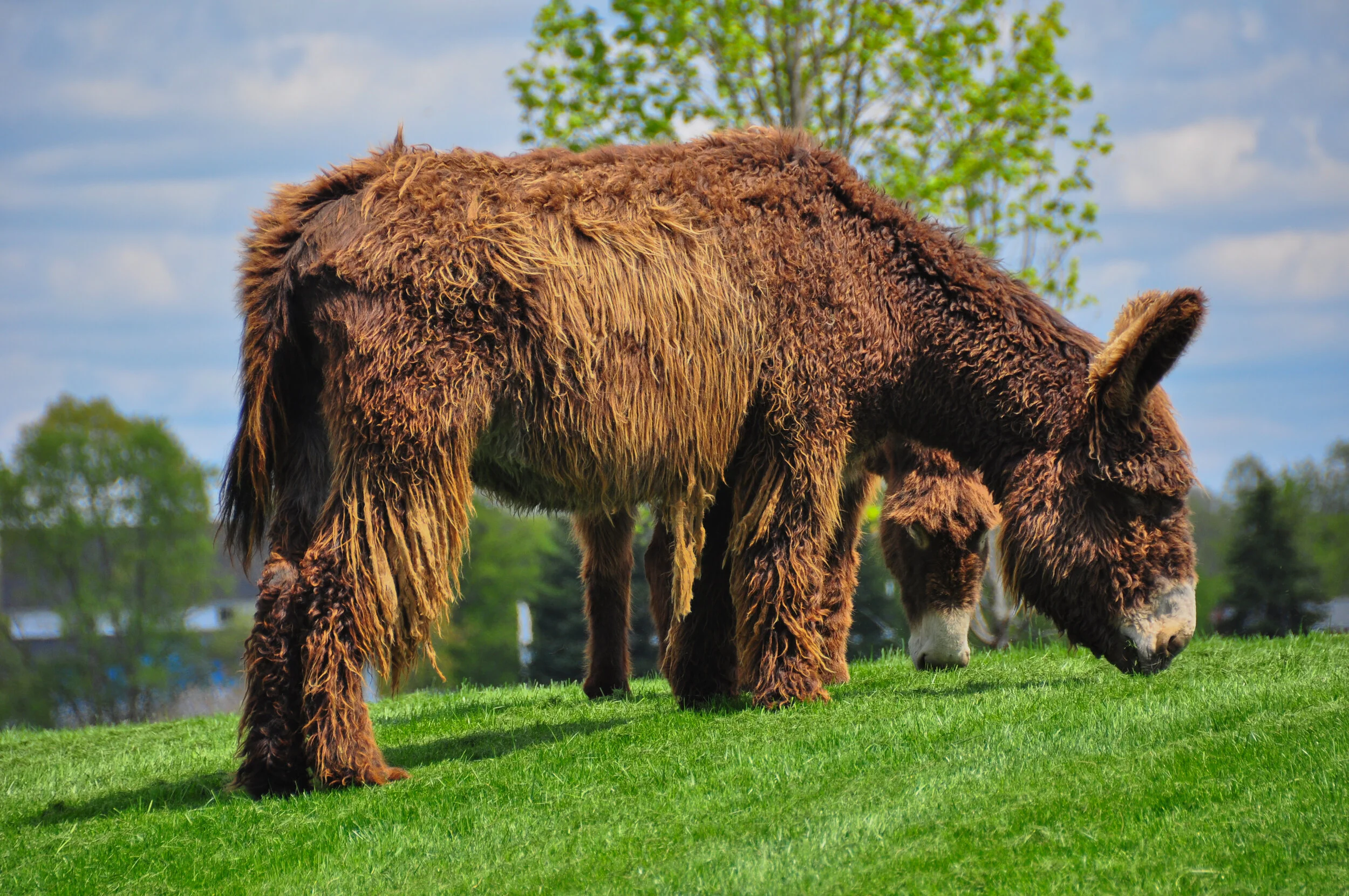 A brown, shaggy-coated cow grazing on green grass in a field with trees and a partly cloudy sky in the background.