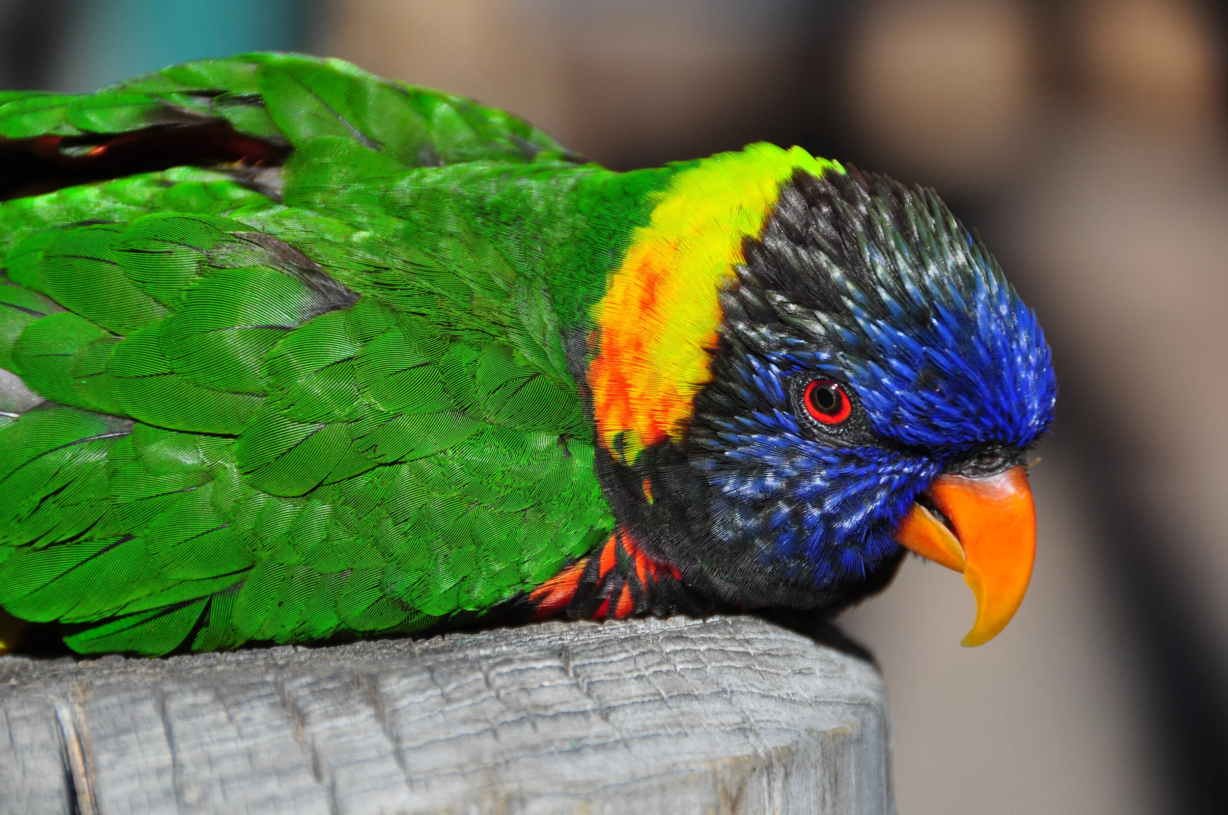 A colorful lorikeet with green, blue, yellow, orange, and black feathers resting on a wooden surface.
