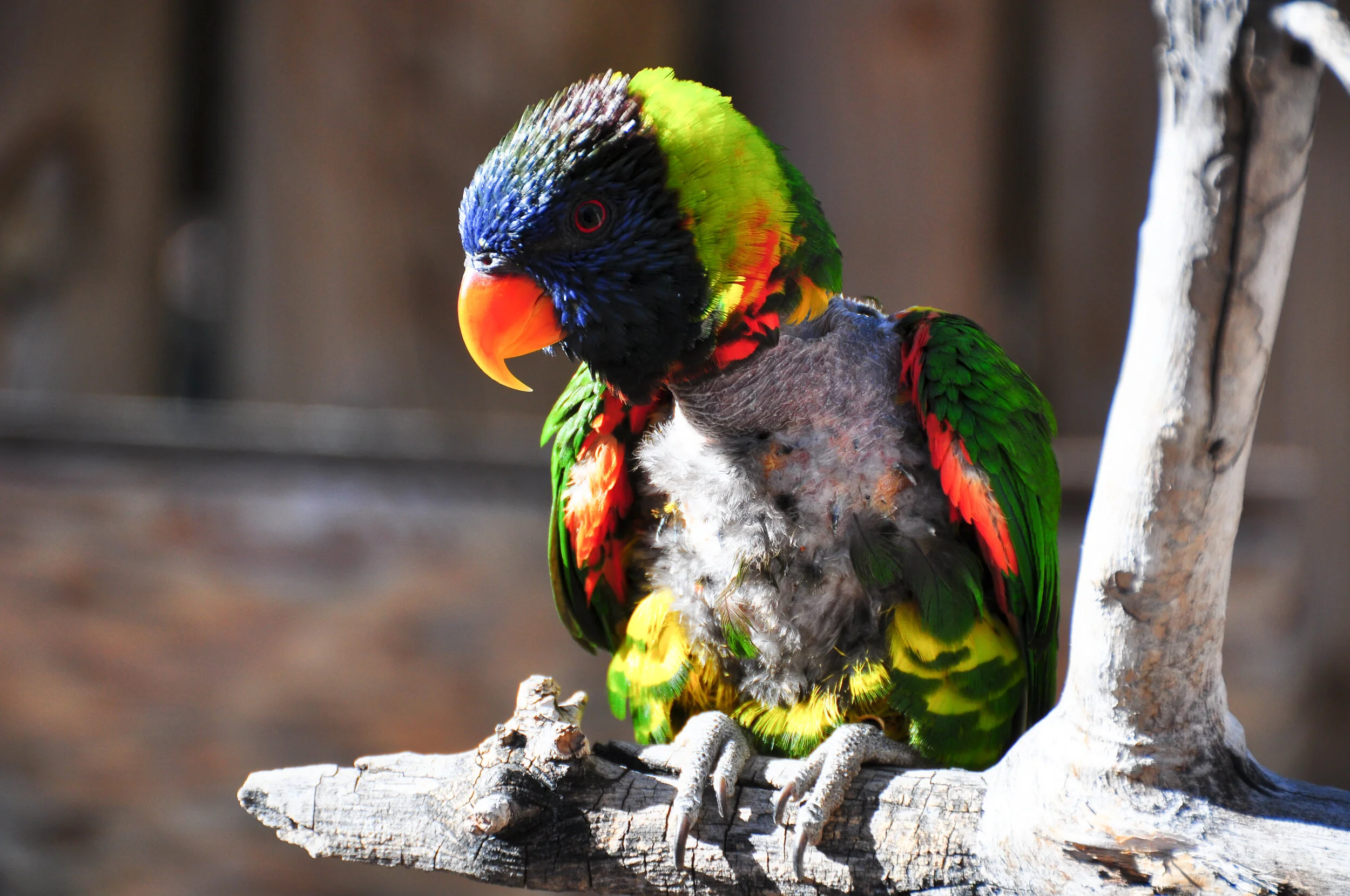 Colorful parrot with an orange beak sitting on a tree branch.