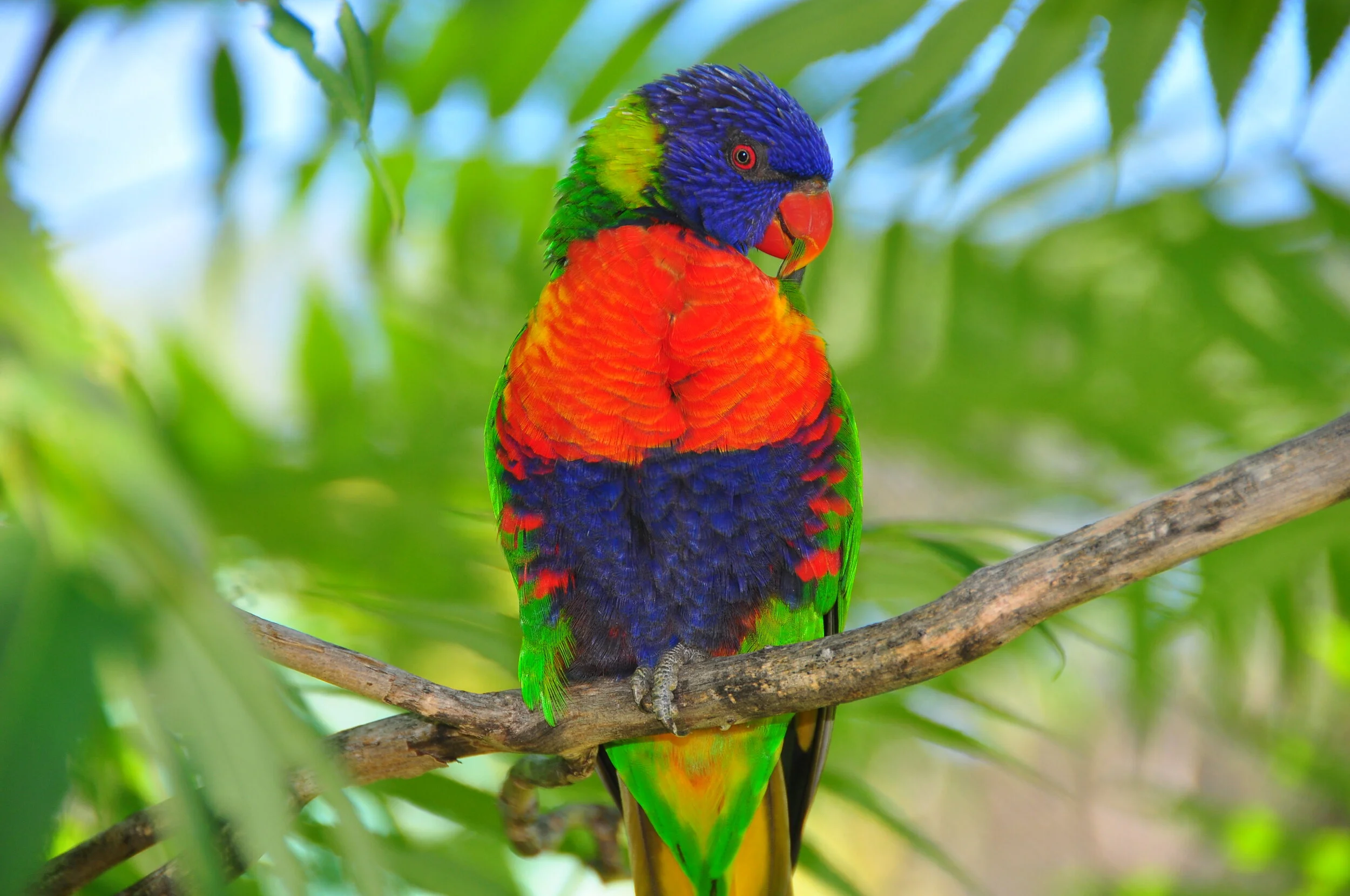 A colorful bird with blue, green, red, and yellow feathers perched on a tree branch amid green foliage.