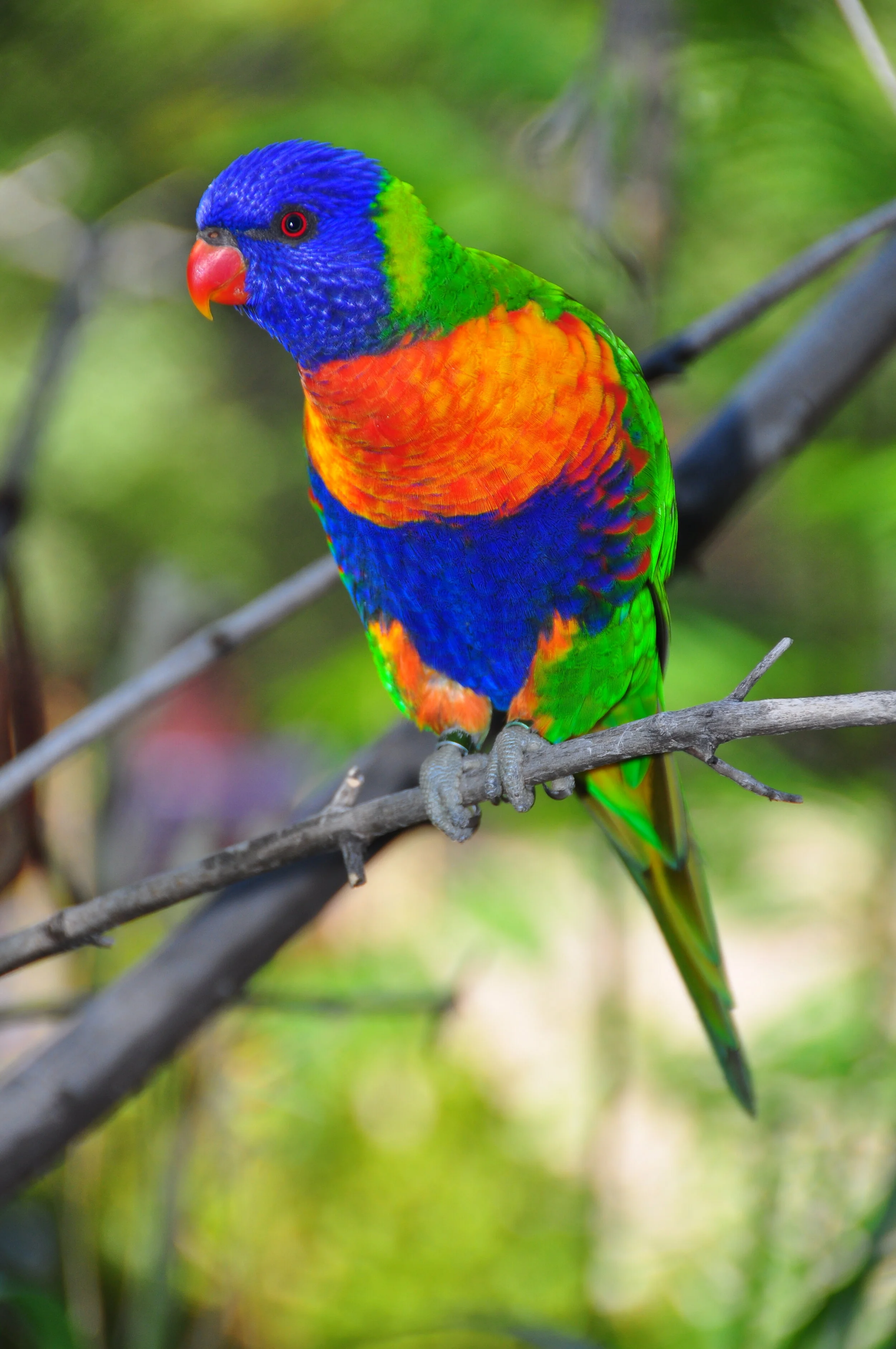A colorful rainbow lorikeet perched on a tree branch with a blurred green background.