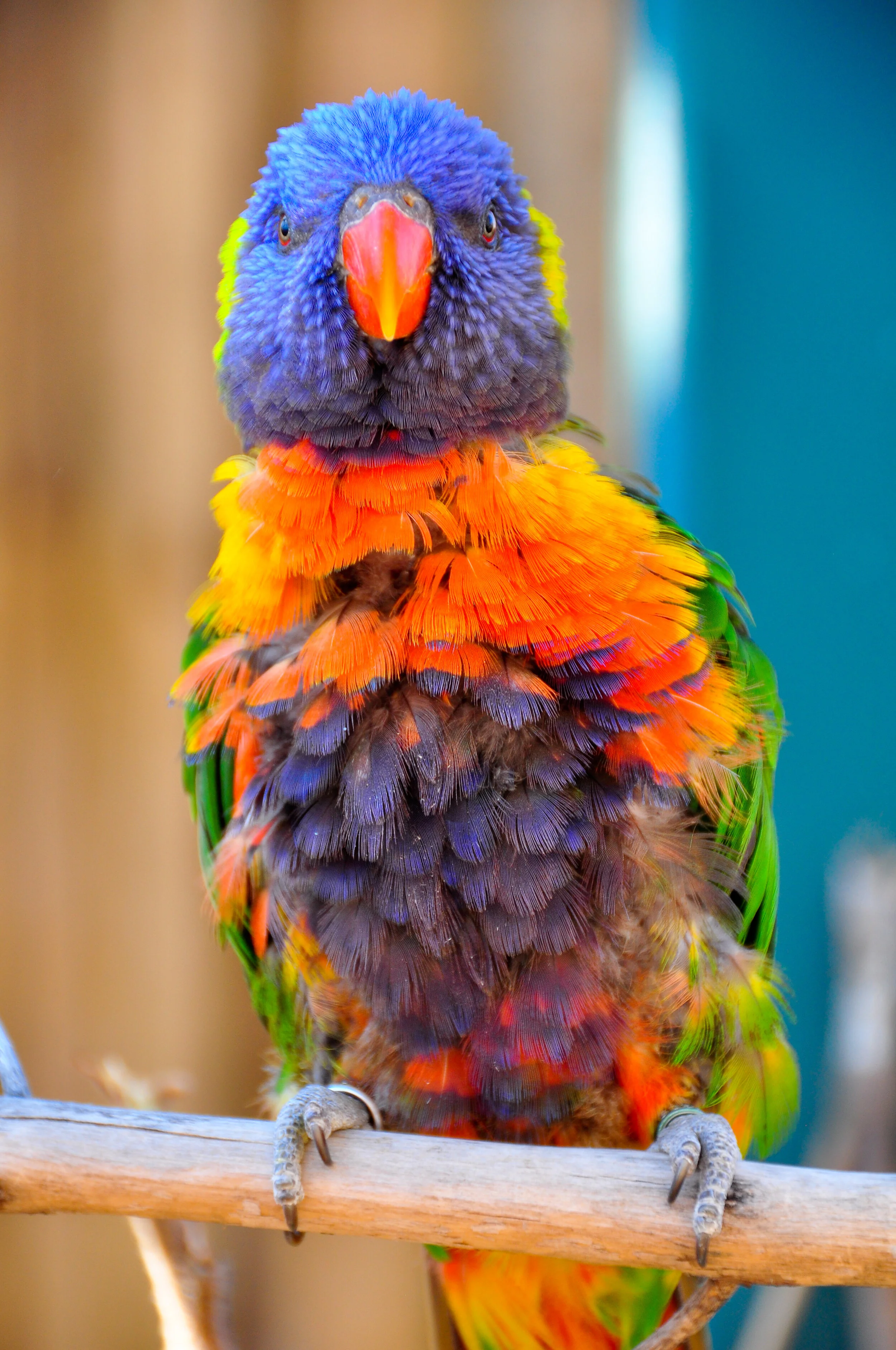 Colorful parrot with blue, yellow, orange, green, and purple feathers sitting on a wooden perch.