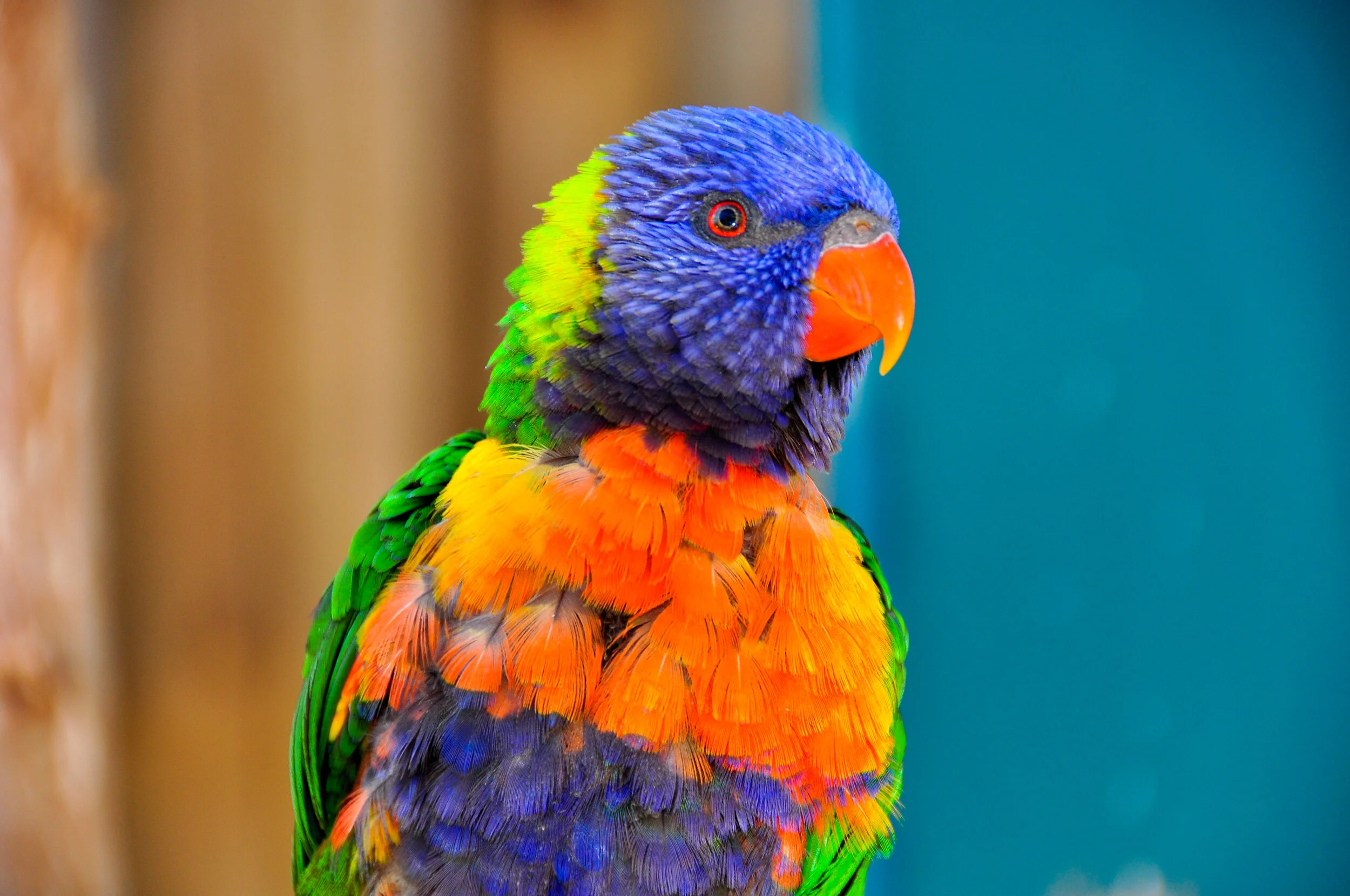 A colorful rainbow lorikeet with blue head, orange beak, green wings, and vibrant orange and yellow chest.