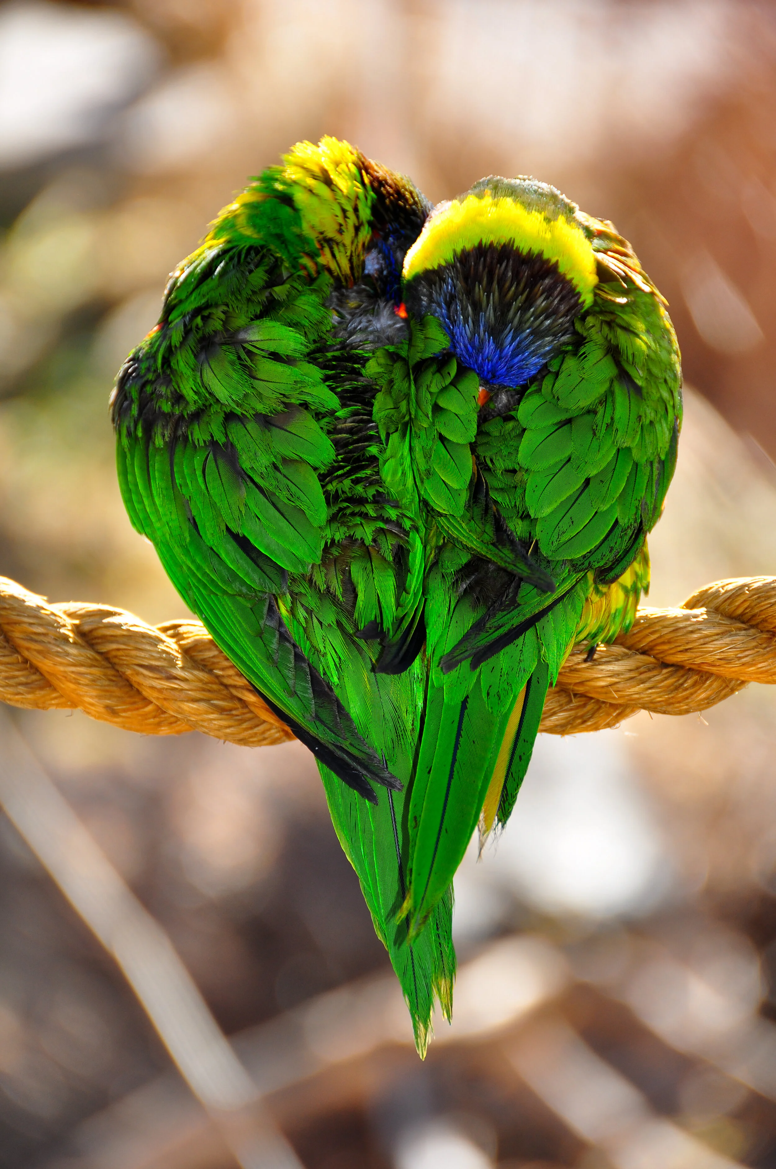 Two colorful parrots with vibrant green, yellow, blue, and black feathers are perched on a thick rope, facing each other with their heads touching.