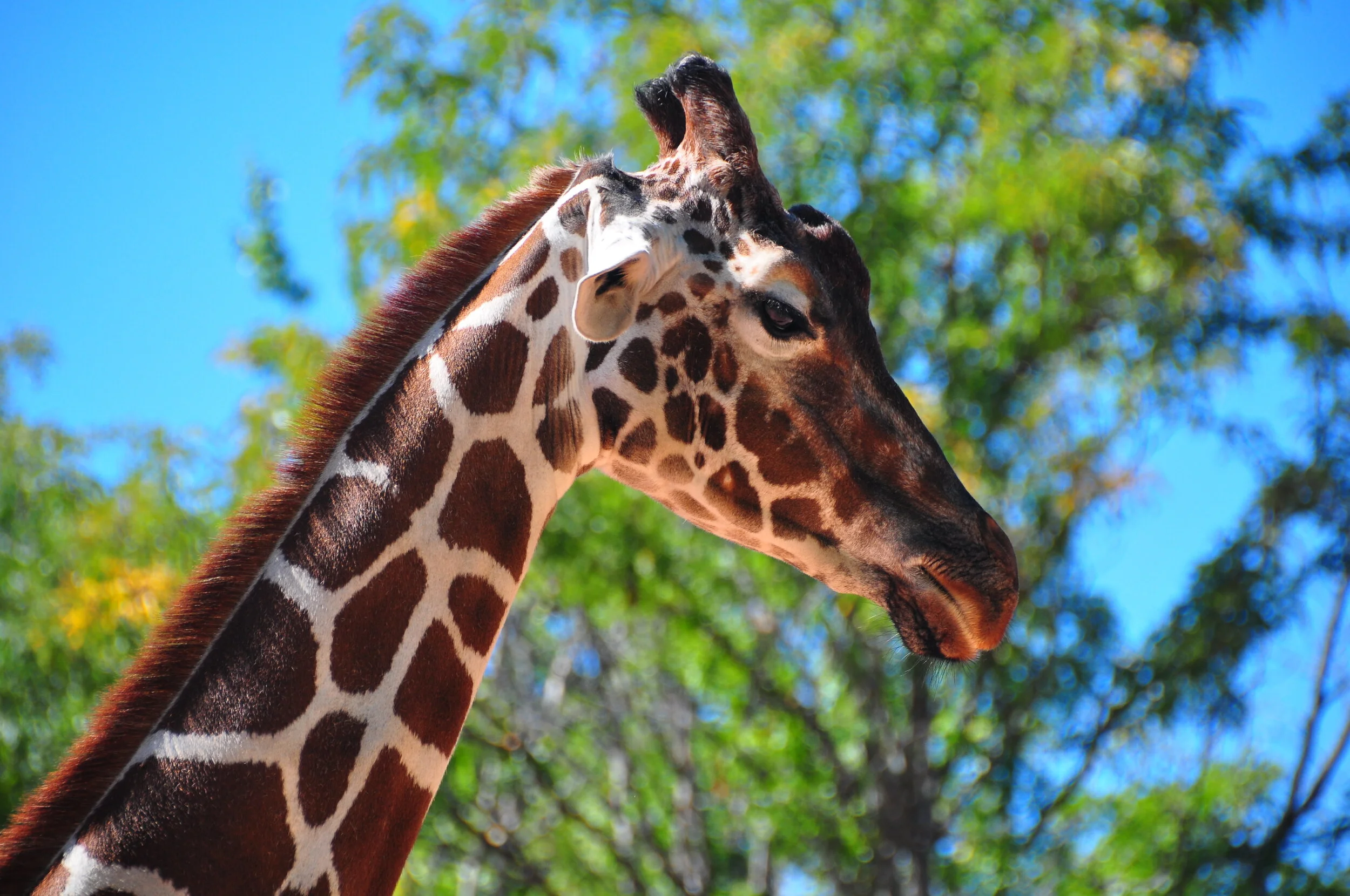 Close-up of a giraffe's head and neck with a background of green trees and a clear blue sky.