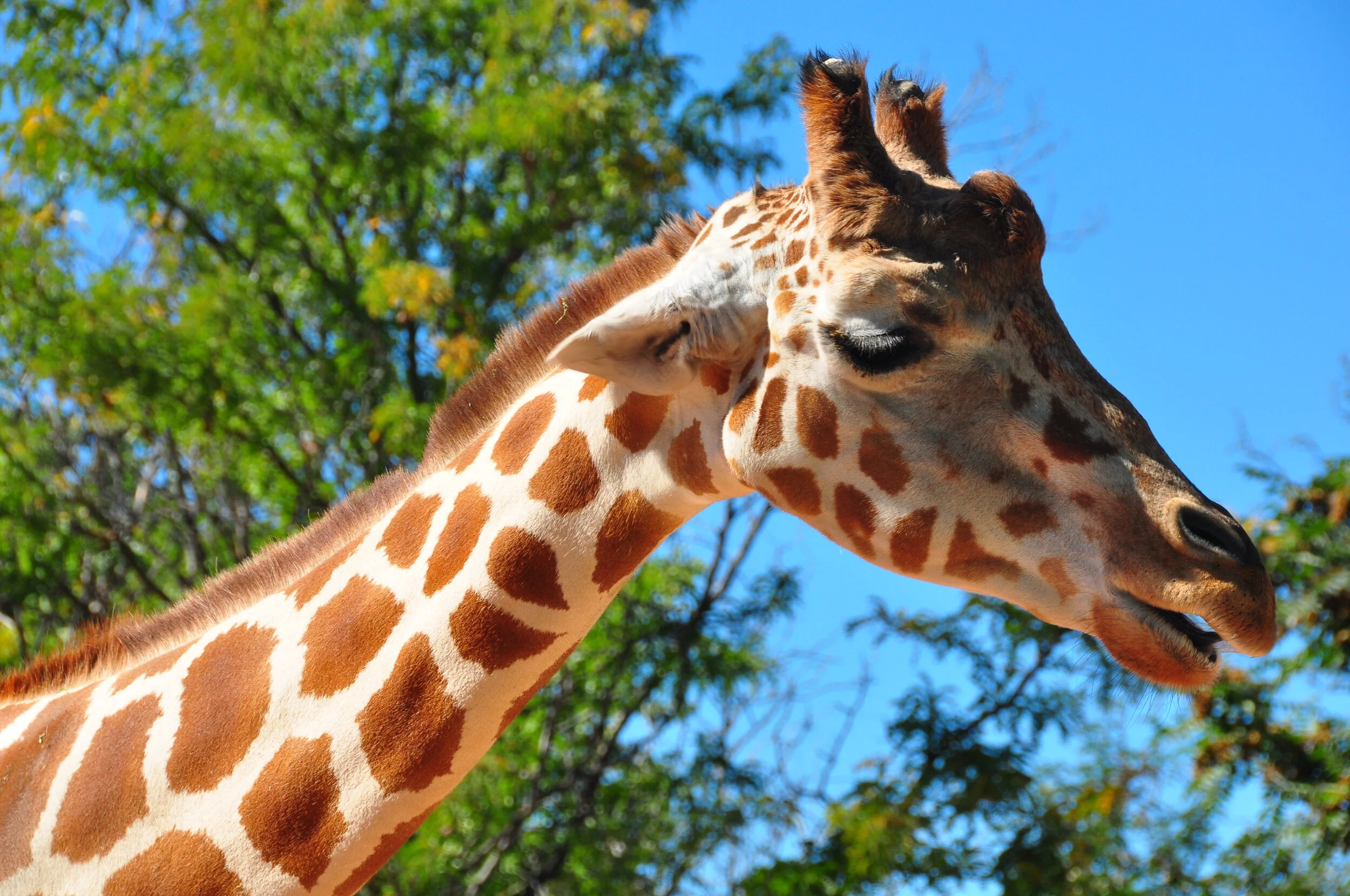 Close-up of a giraffe's head and neck with a background of green trees and a clear blue sky.