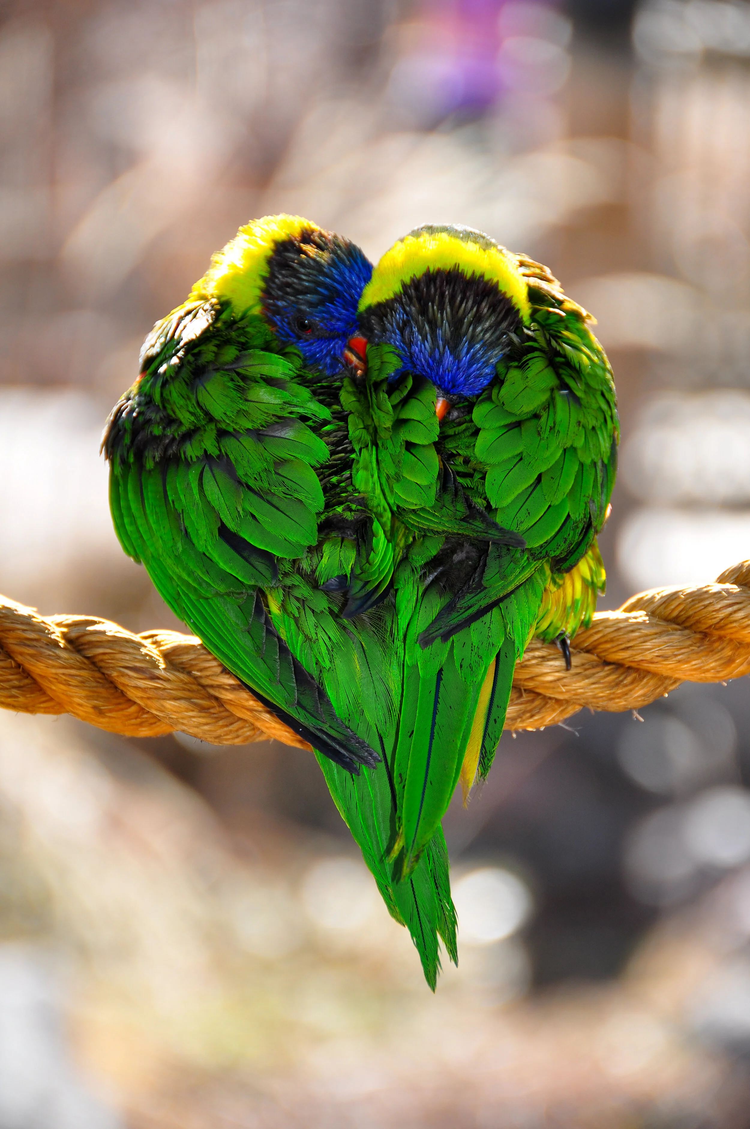 Two colorful parrots hugging on a rope, with vibrant green, blue, and yellow feathers.