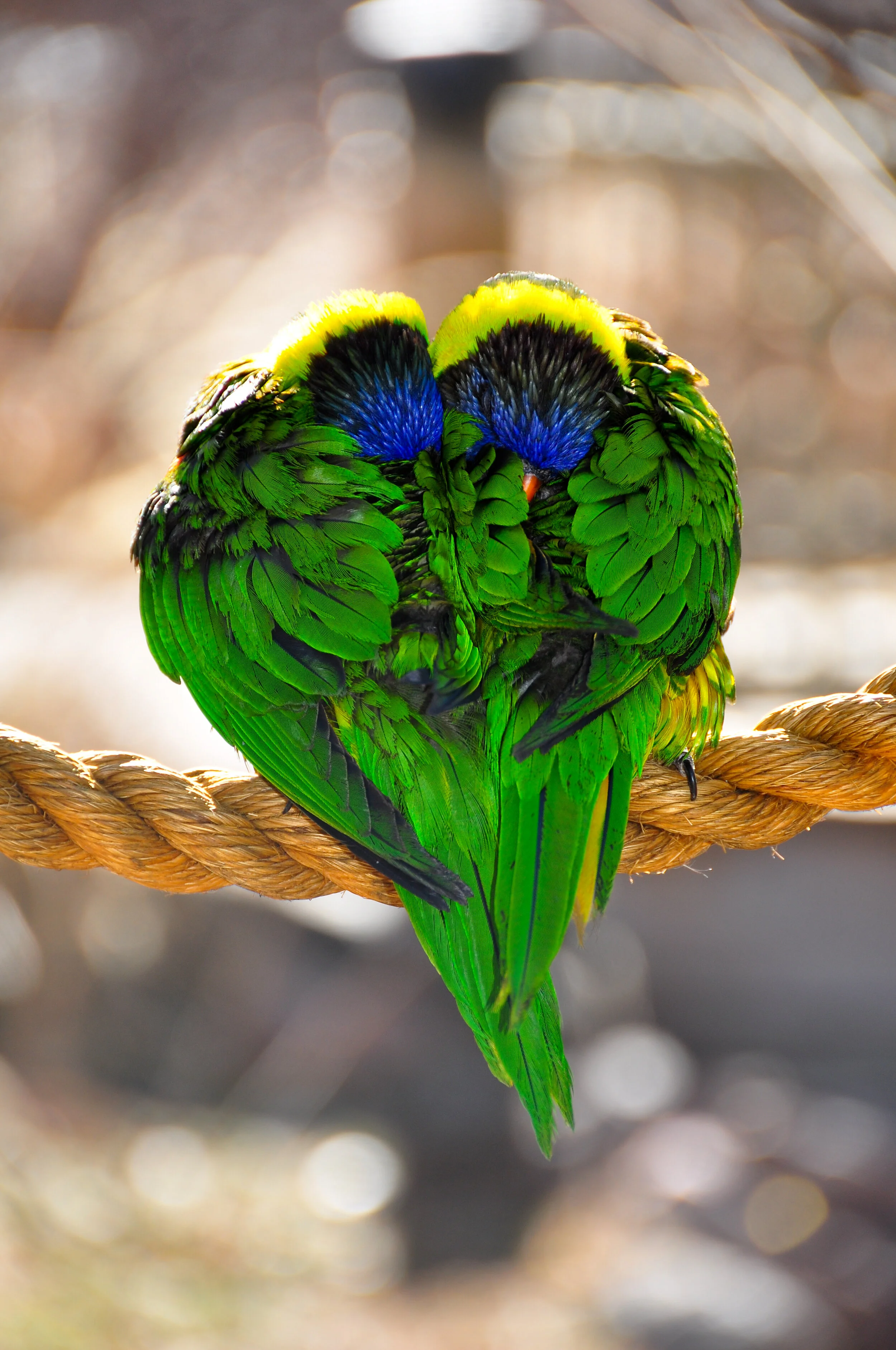 Two green and blue parrots hugging on a thick rope, their heads touching.