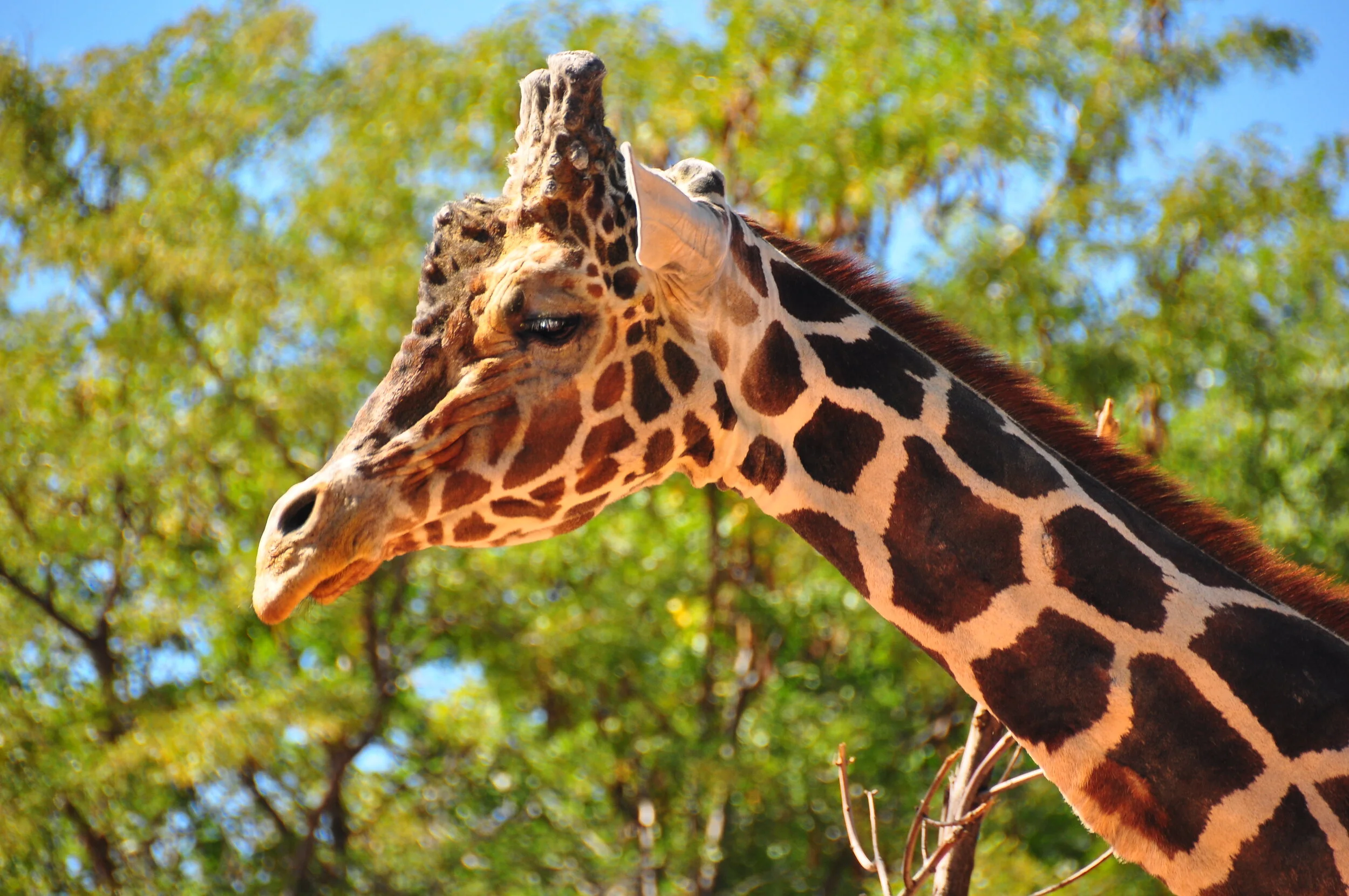 Close-up of a giraffe's head and neck with a background of green trees and blue sky.