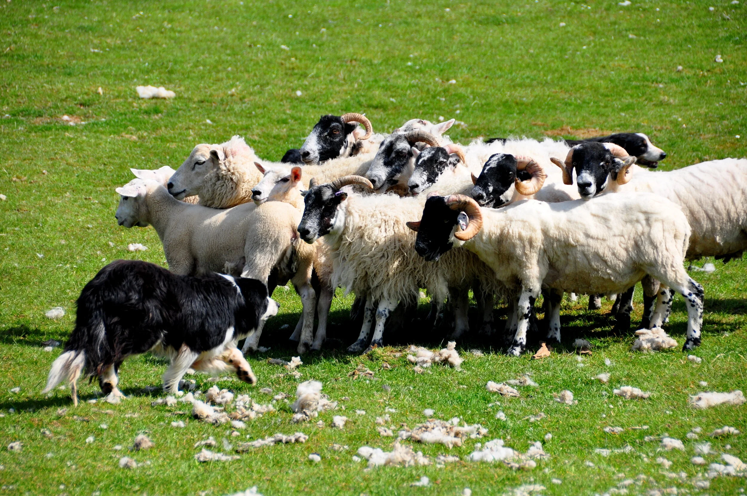 A flock of sheep and a dog on a green field, with some sheep sheared and wool scattered on the grass.