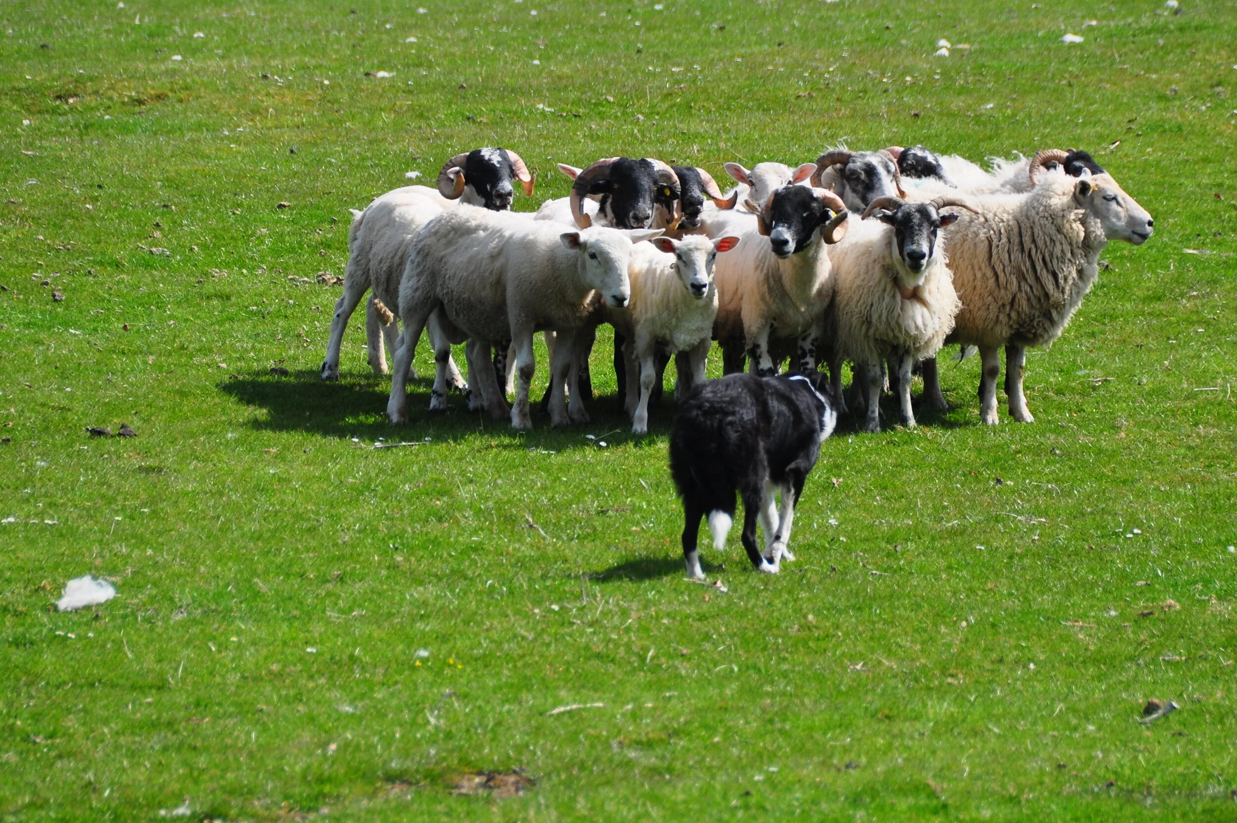 A black and white Border Collie herding sheep on a grassy field.