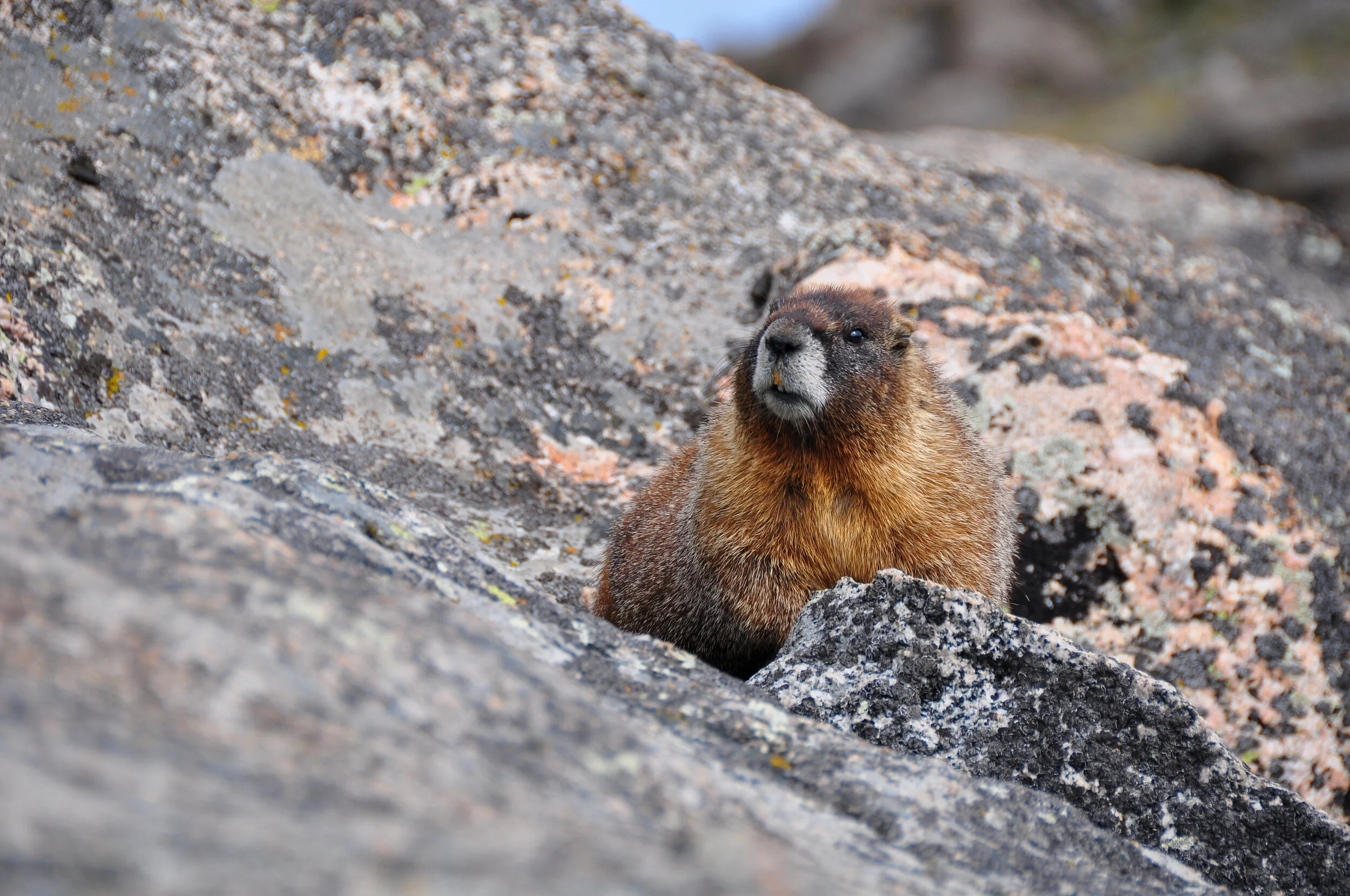 A marmot sits on a rock among large granite boulders.
