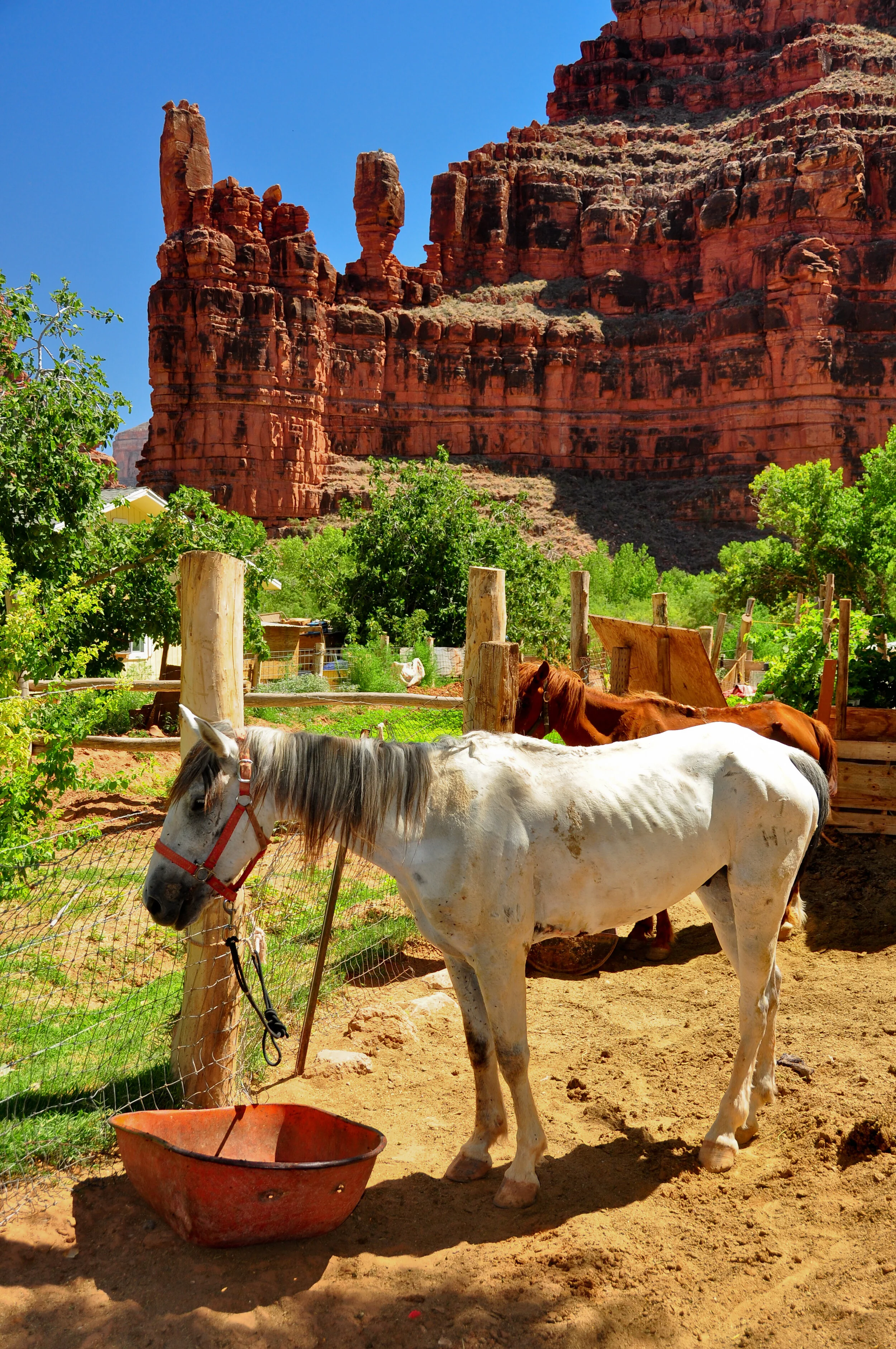 A white horse with a red halter stands in a dirt enclosure with a red basin nearby, and a brown horse behind it. In the background, there are green trees and a large red rock formation under a clear blue sky.