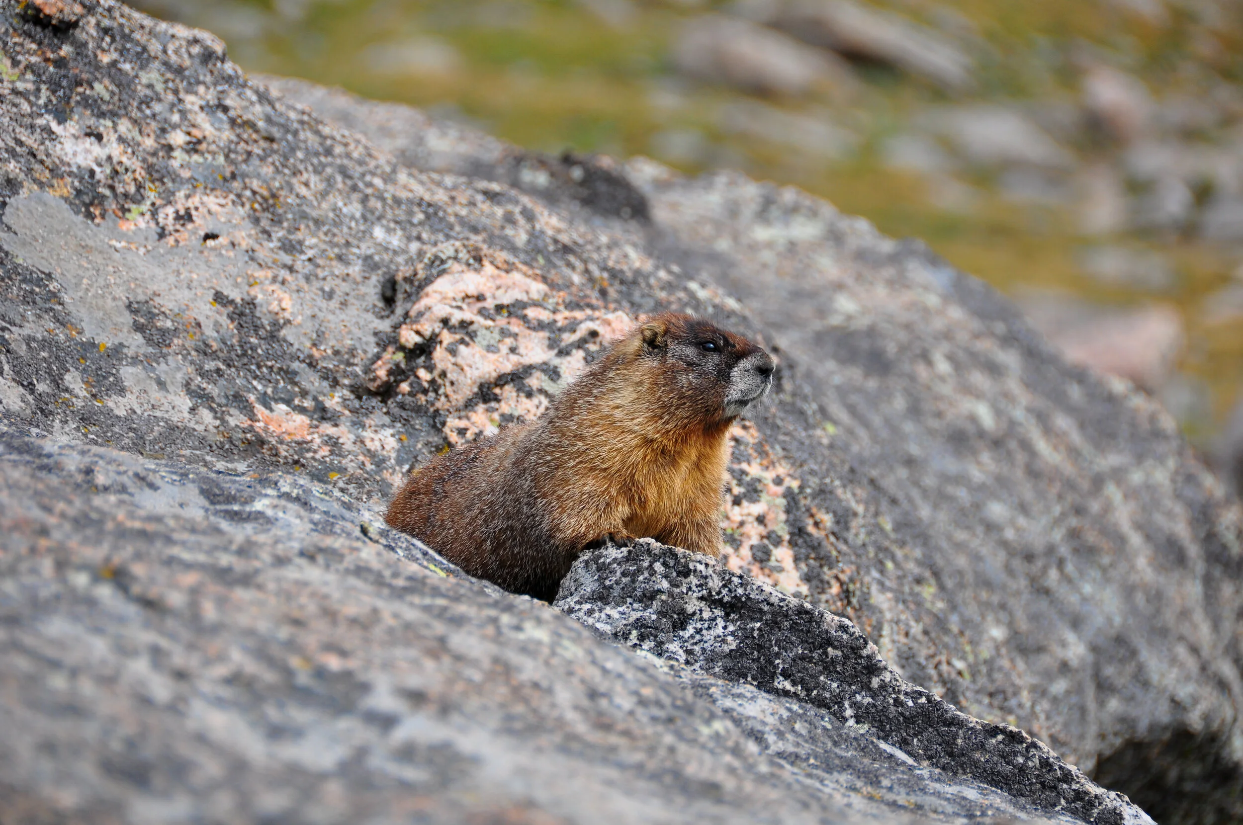 A marmot peeking out from a crevice in large gray and pink rocks near a water body.