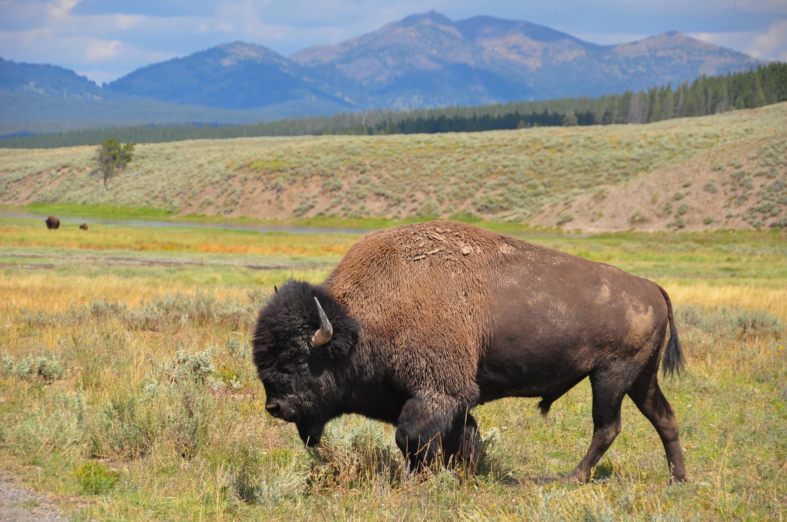A bison grazing in a grassy plains landscape with mountains and trees in the background.