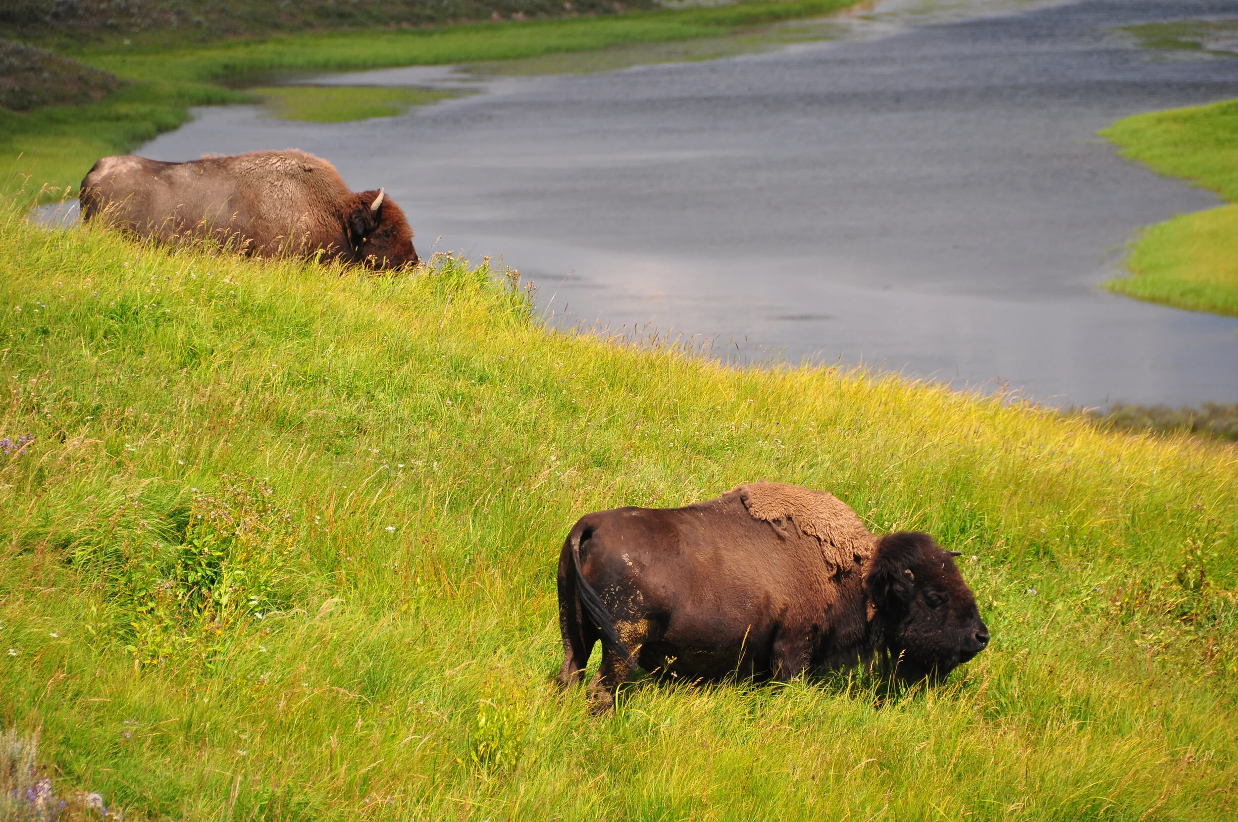 Two bison grazing on a grassy hillside near a body of water.