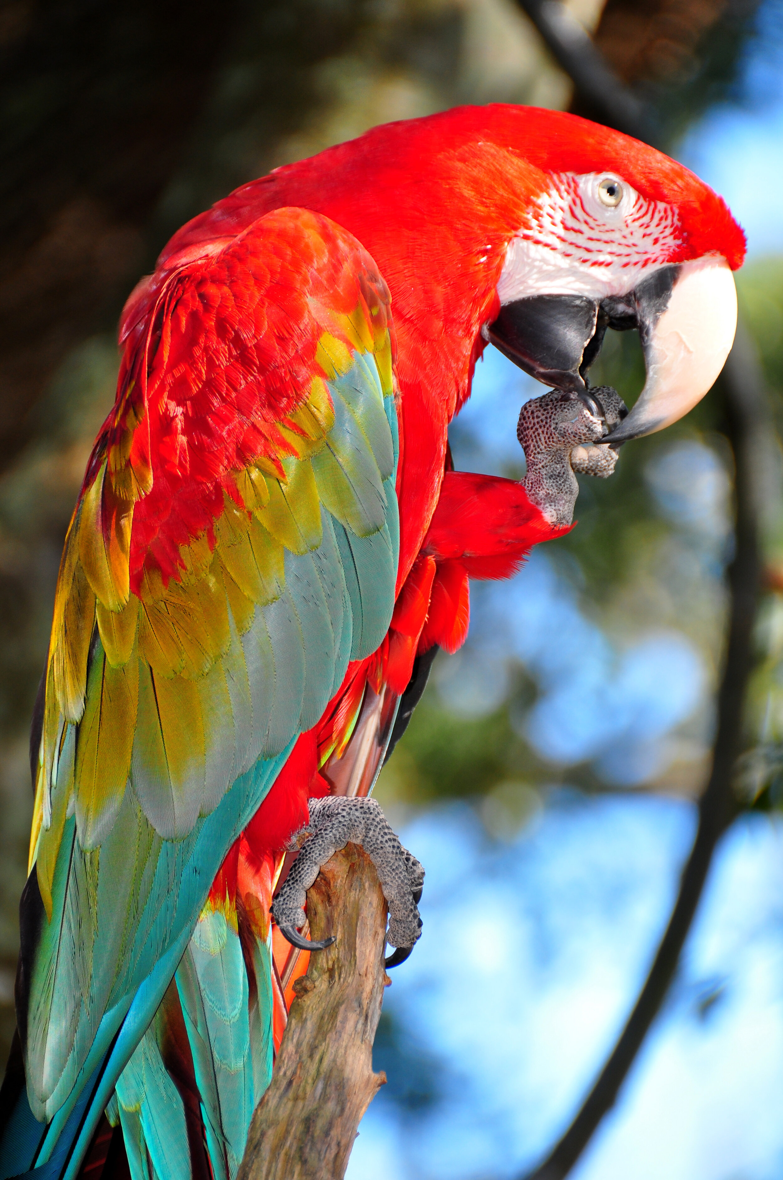 A colorful macaw parrot perched on a branch, holding a small lizard in its beak.
