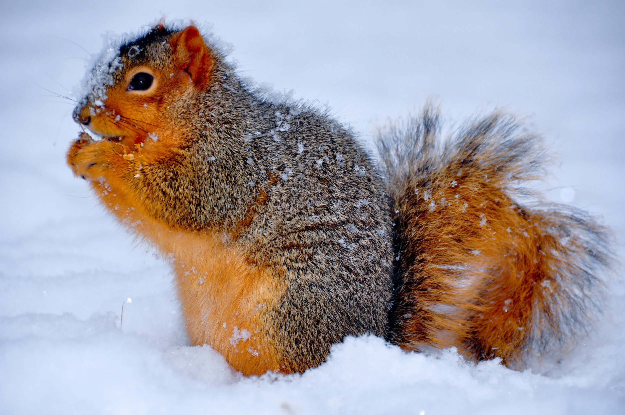 Squirrel sitting in snow, holding and eating a nut, with snow on its fur and tail.