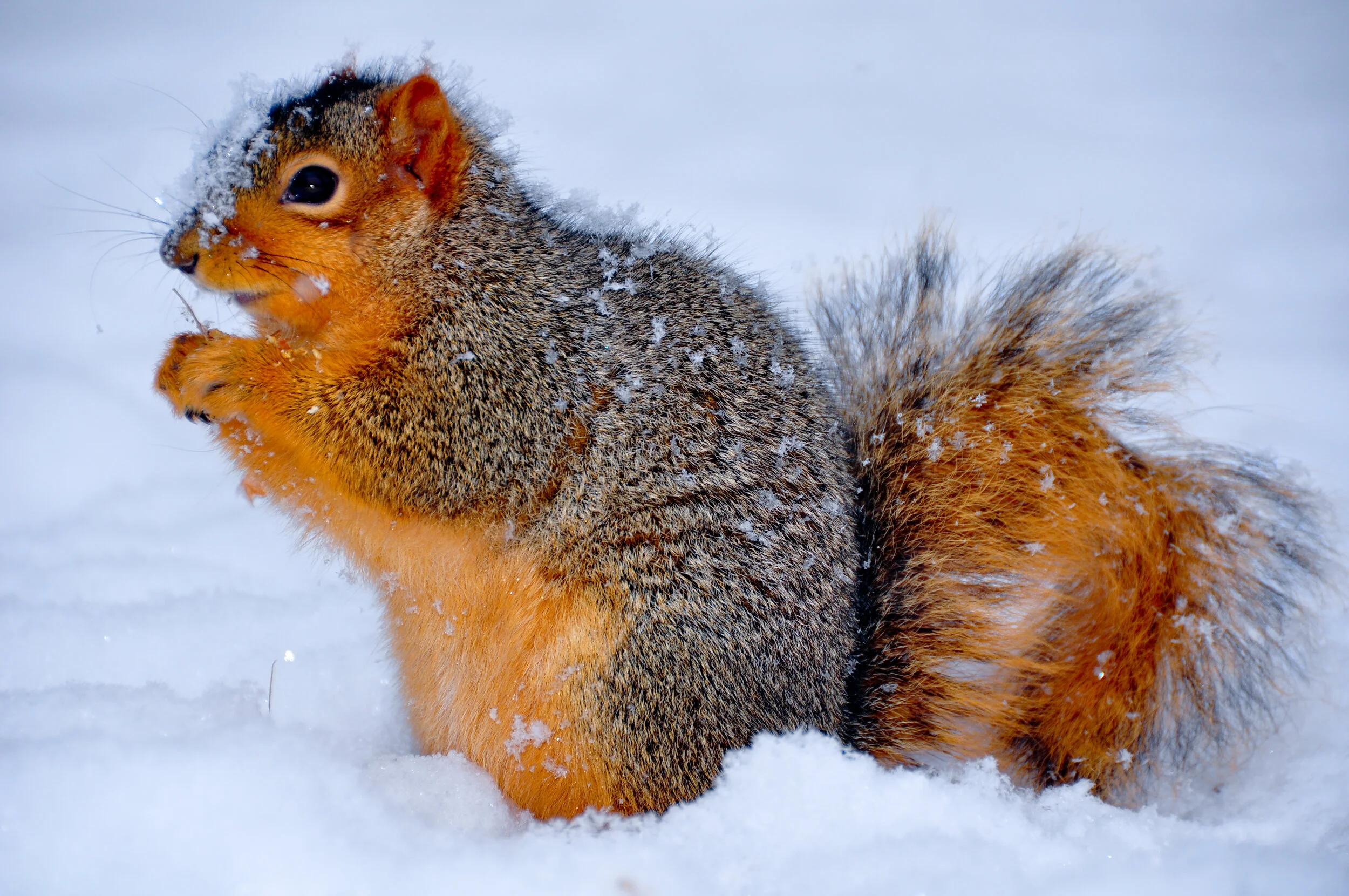 A squirrel in the snow with visible snow on its fur, sitting on snow-covered ground, looking to the left with its paws near its mouth.