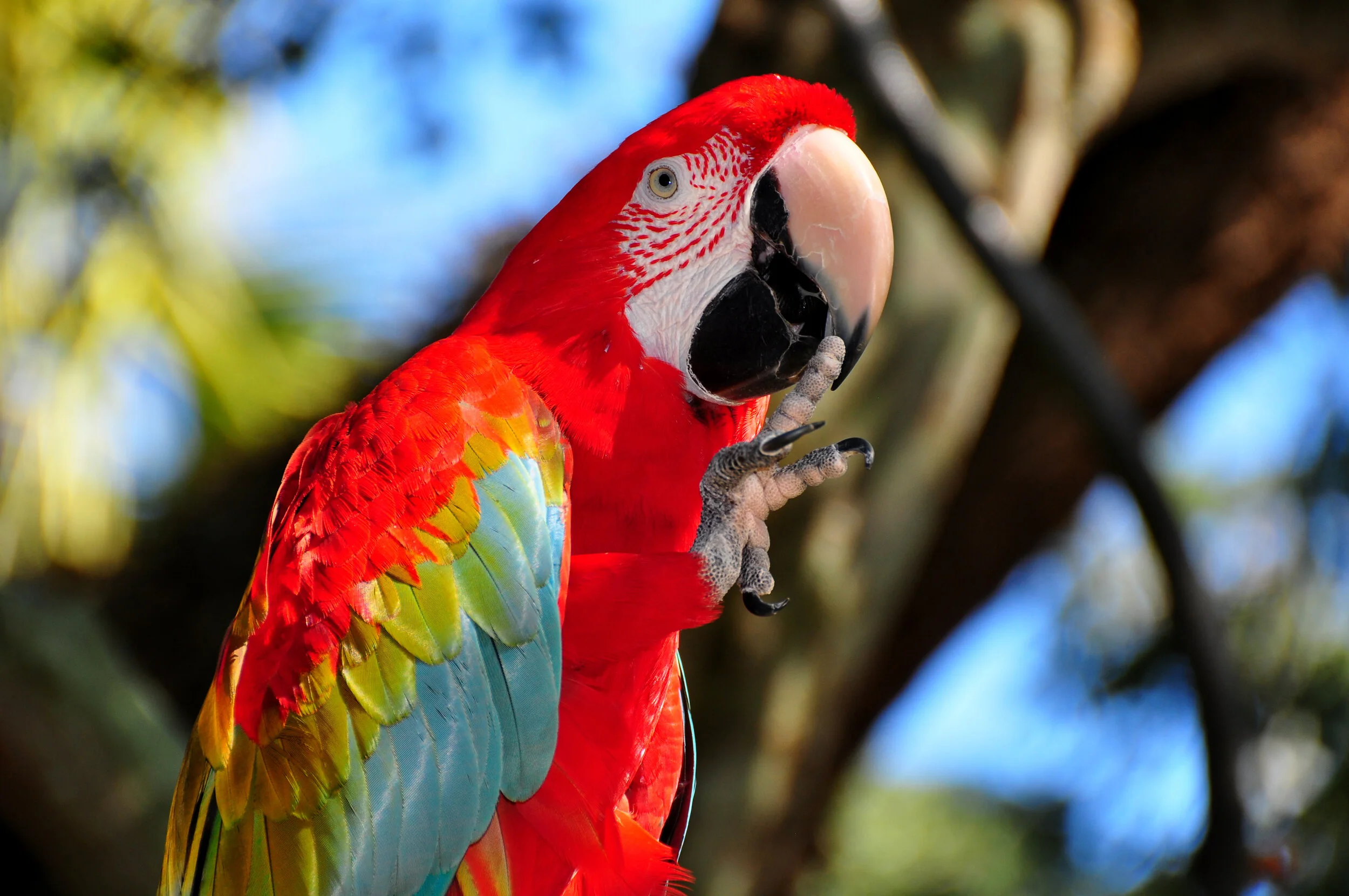 Colorful macaw bird with red, blue, yellow, and green feathers perched on a tree branch.