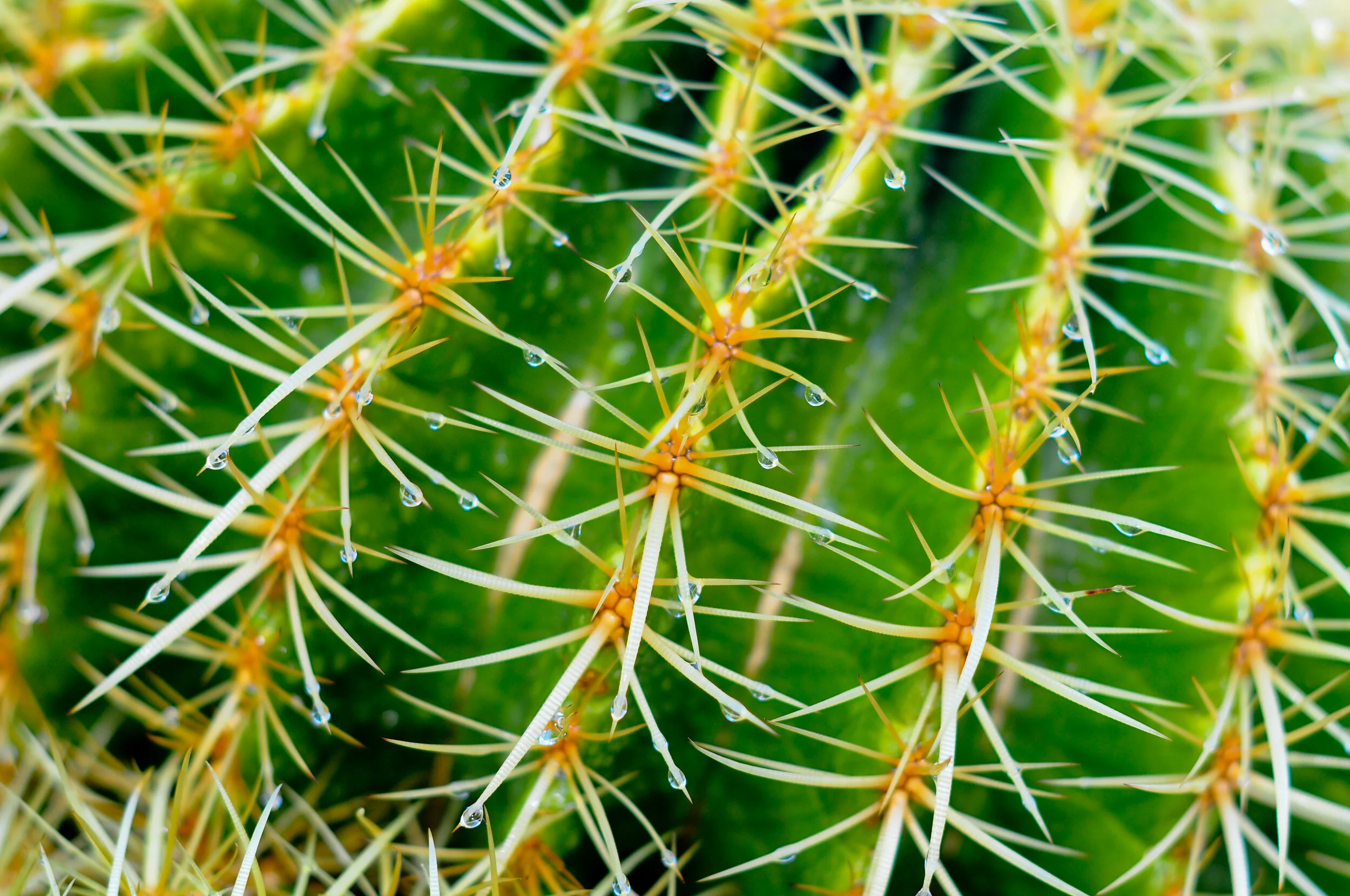 Close-up of a cactus with sharp spines and water droplets on them.