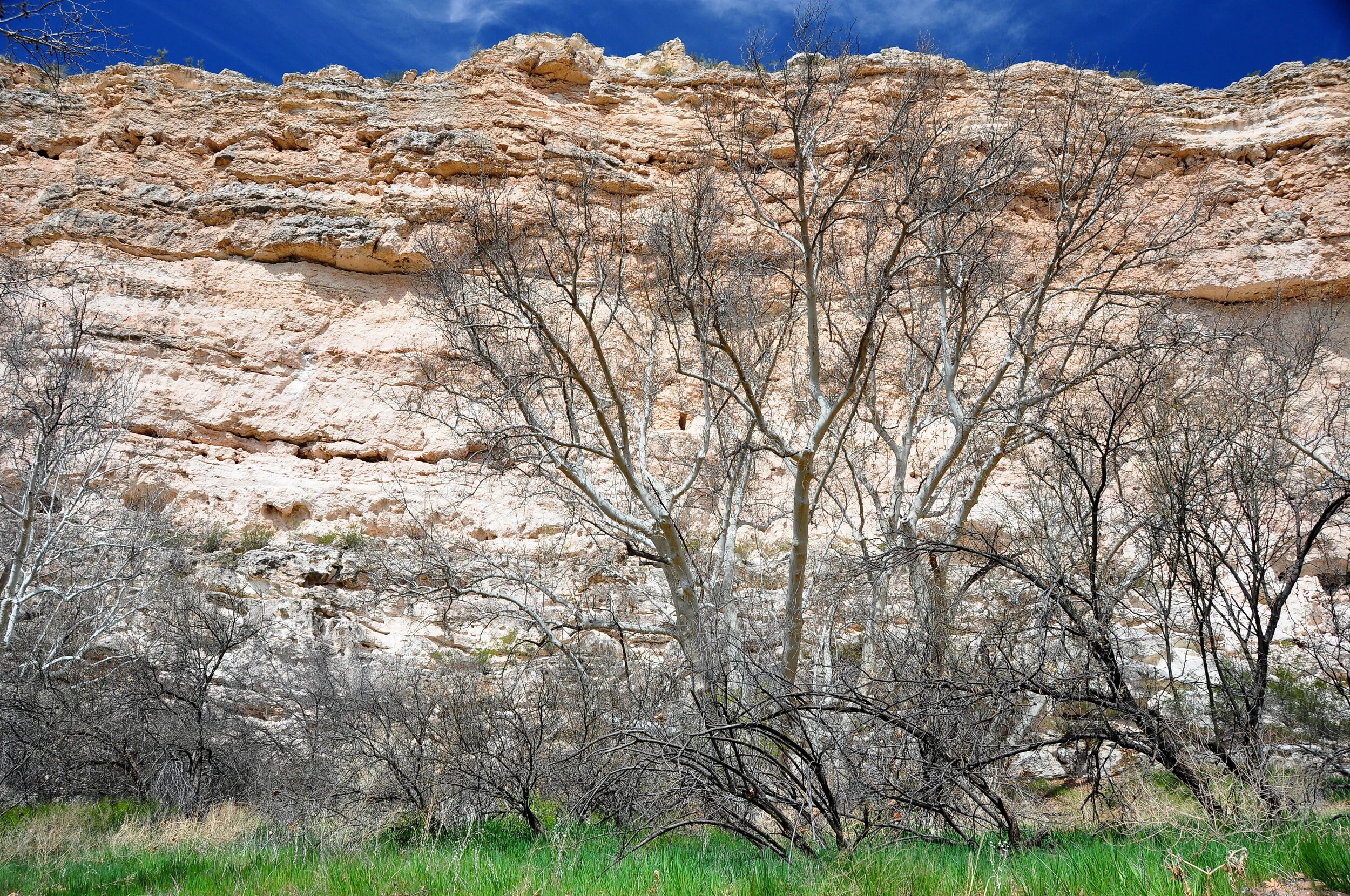 A landscape with leafless trees at the base of a rugged beige and white rocky cliff under a blue sky.